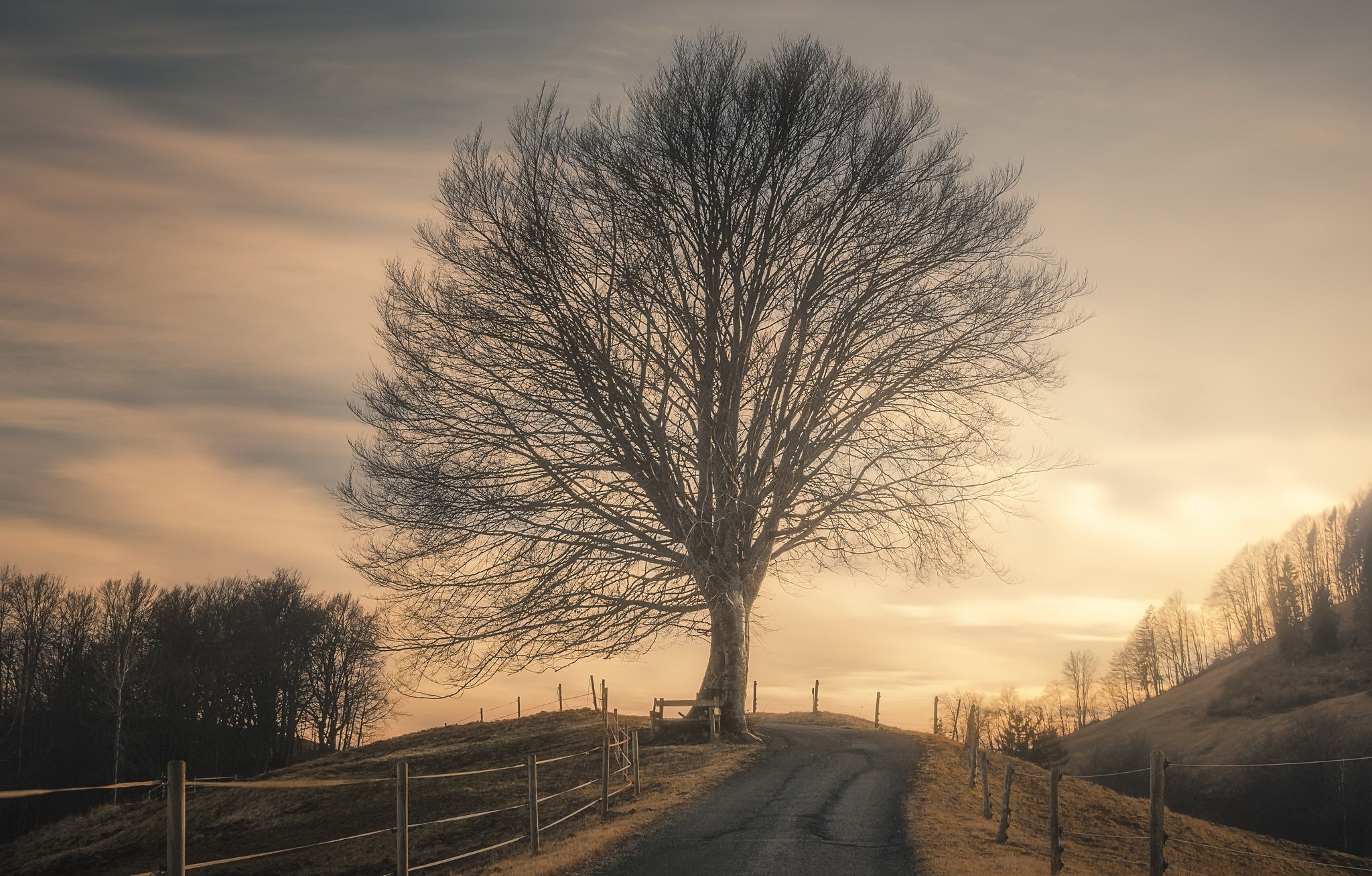 Bare tree on a hill at sunset HD Wallpaper