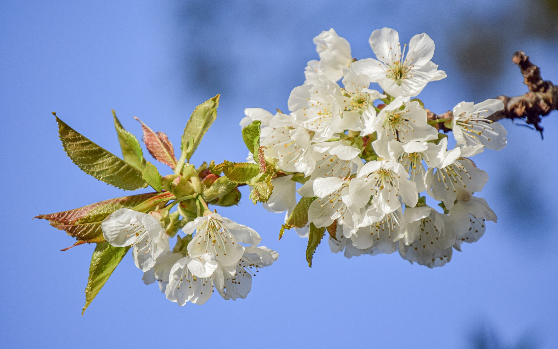 White cherry blossoms on a branch against blue sky HD Wallpaper