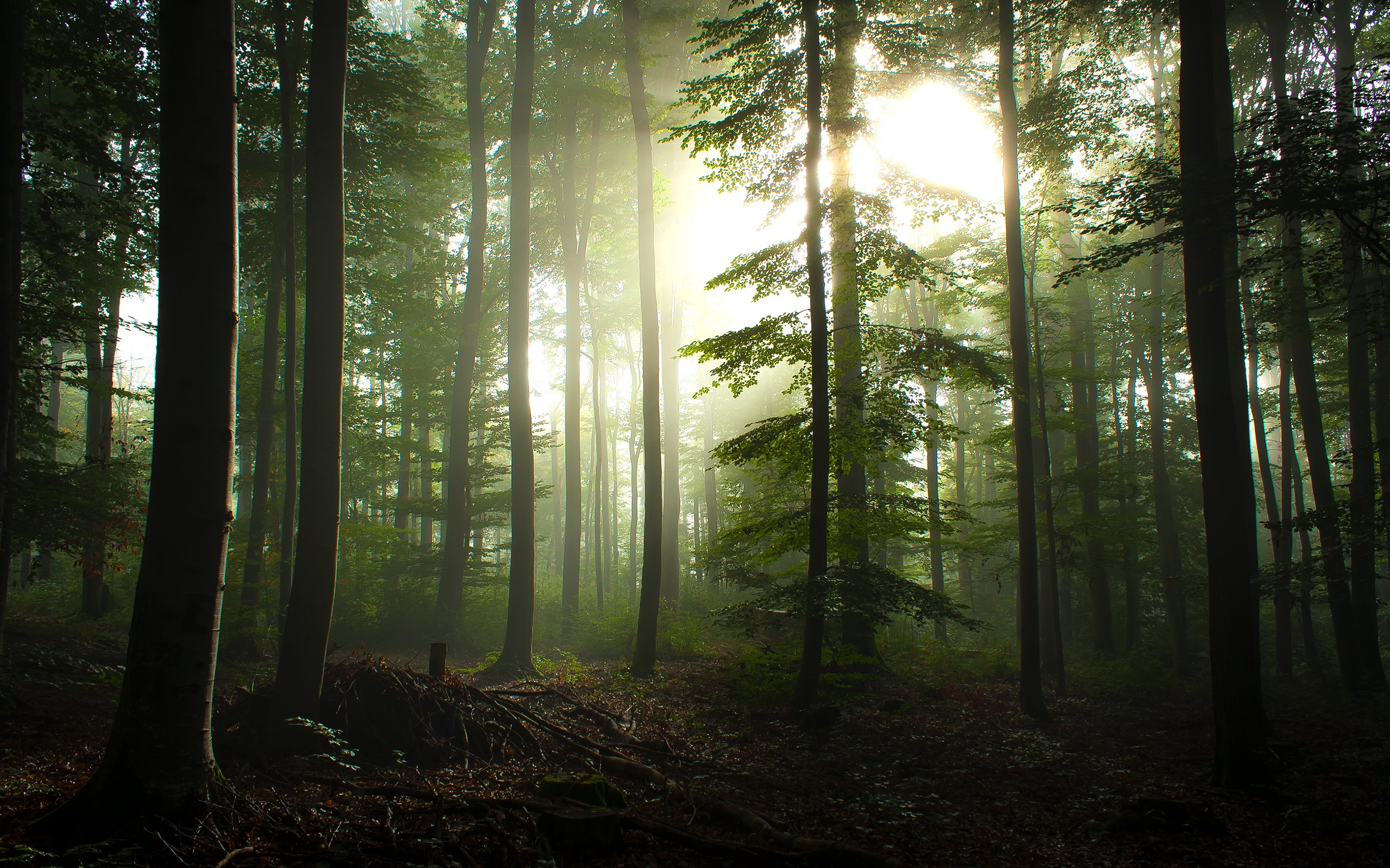 Sunlight filtering through a misty forest with tall trees HD Wallpaper