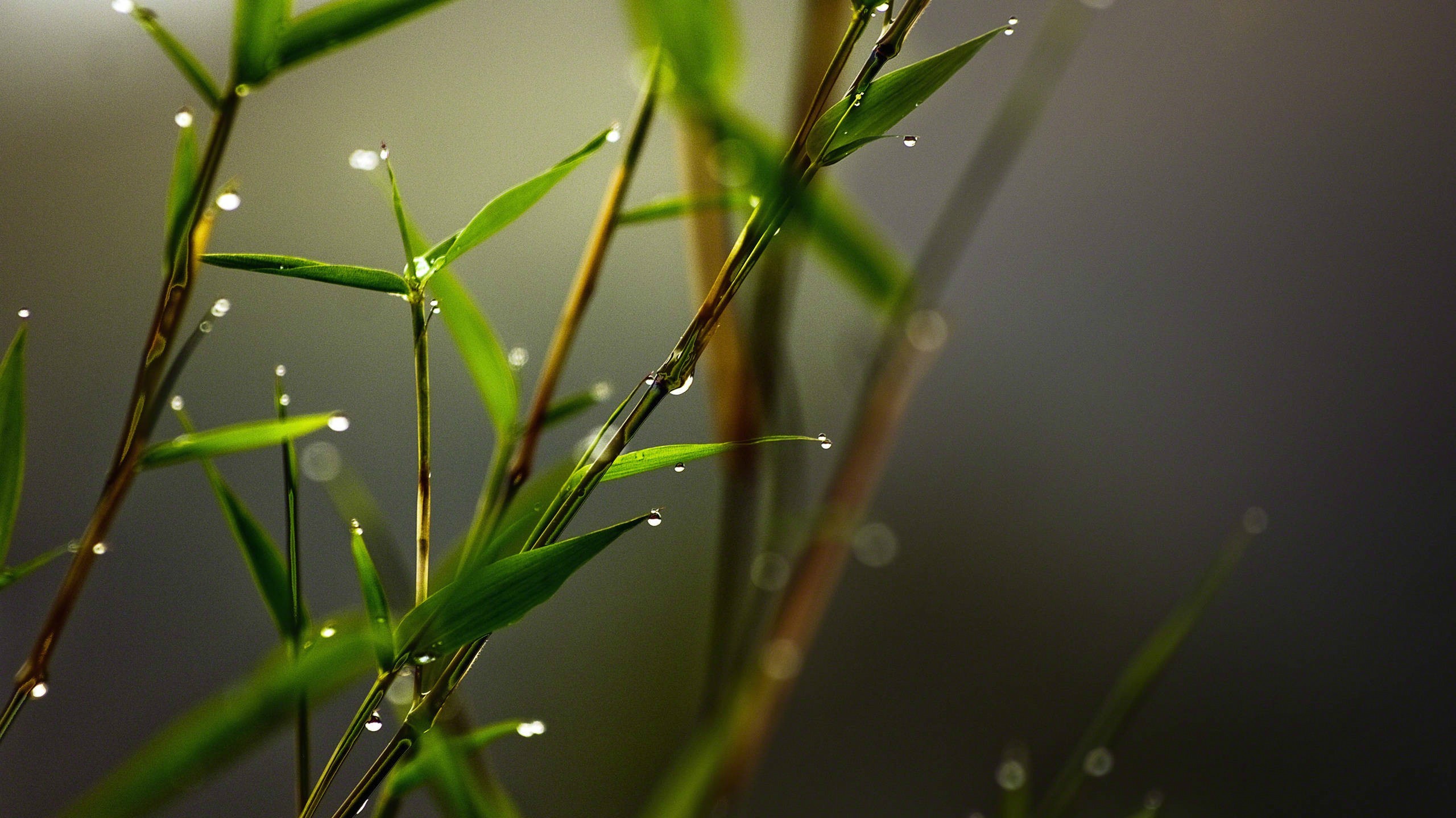 Bamboo leaves with water drops in macro photography HD Wallpaper