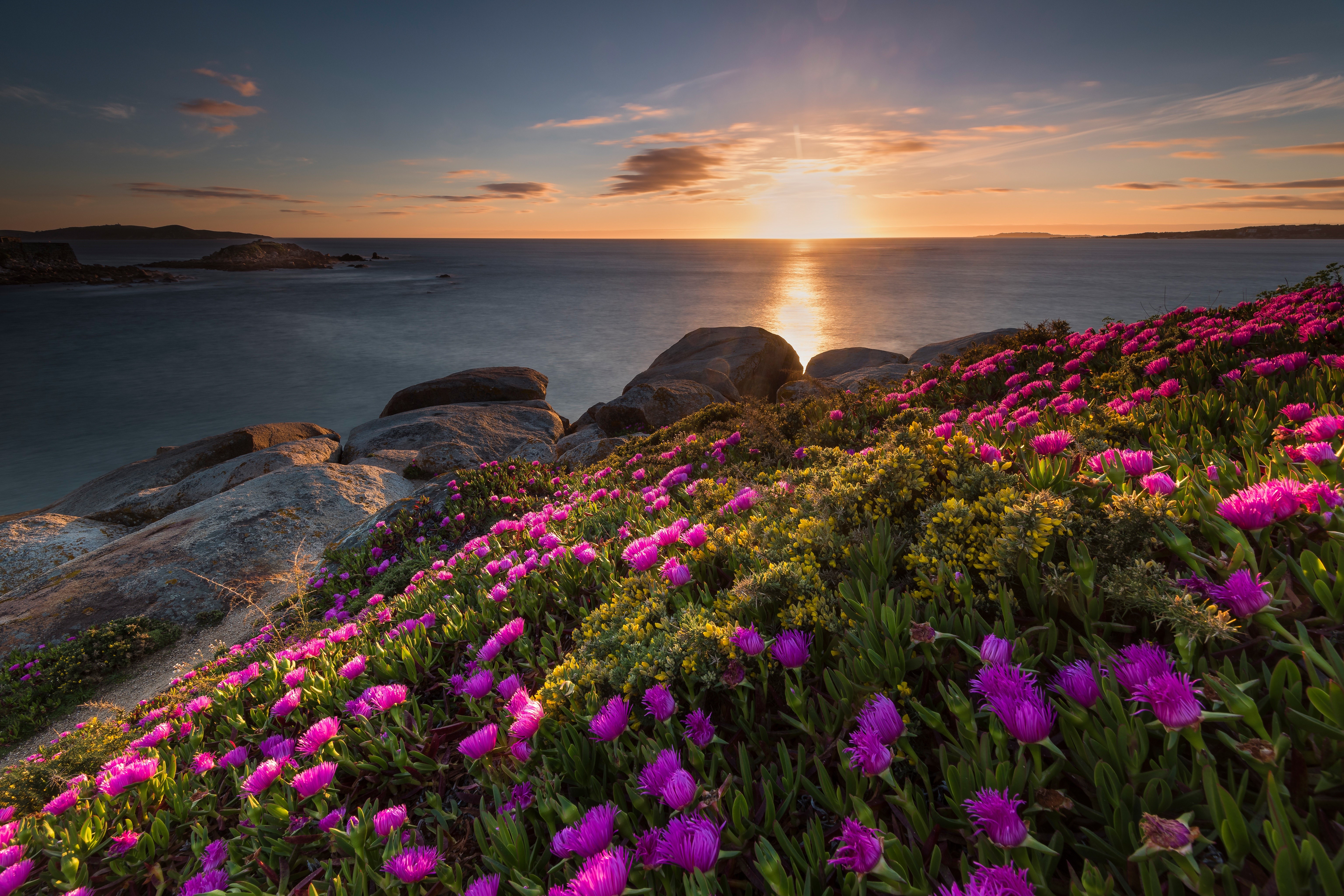 Sunset over the ocean with purple flowers and rocks HD Wallpaper