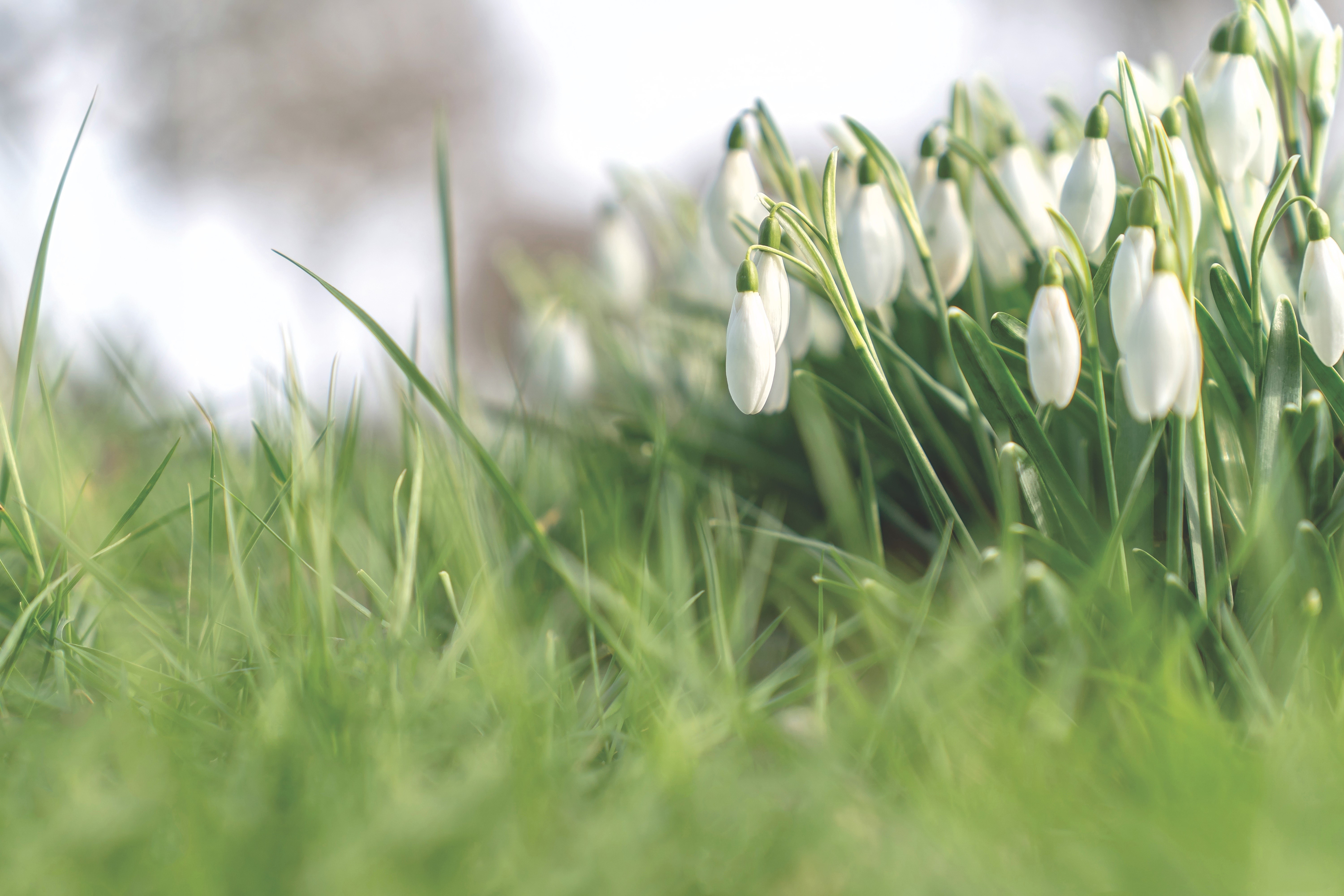 4K grass and snowdrop flowers HD Wallpaper