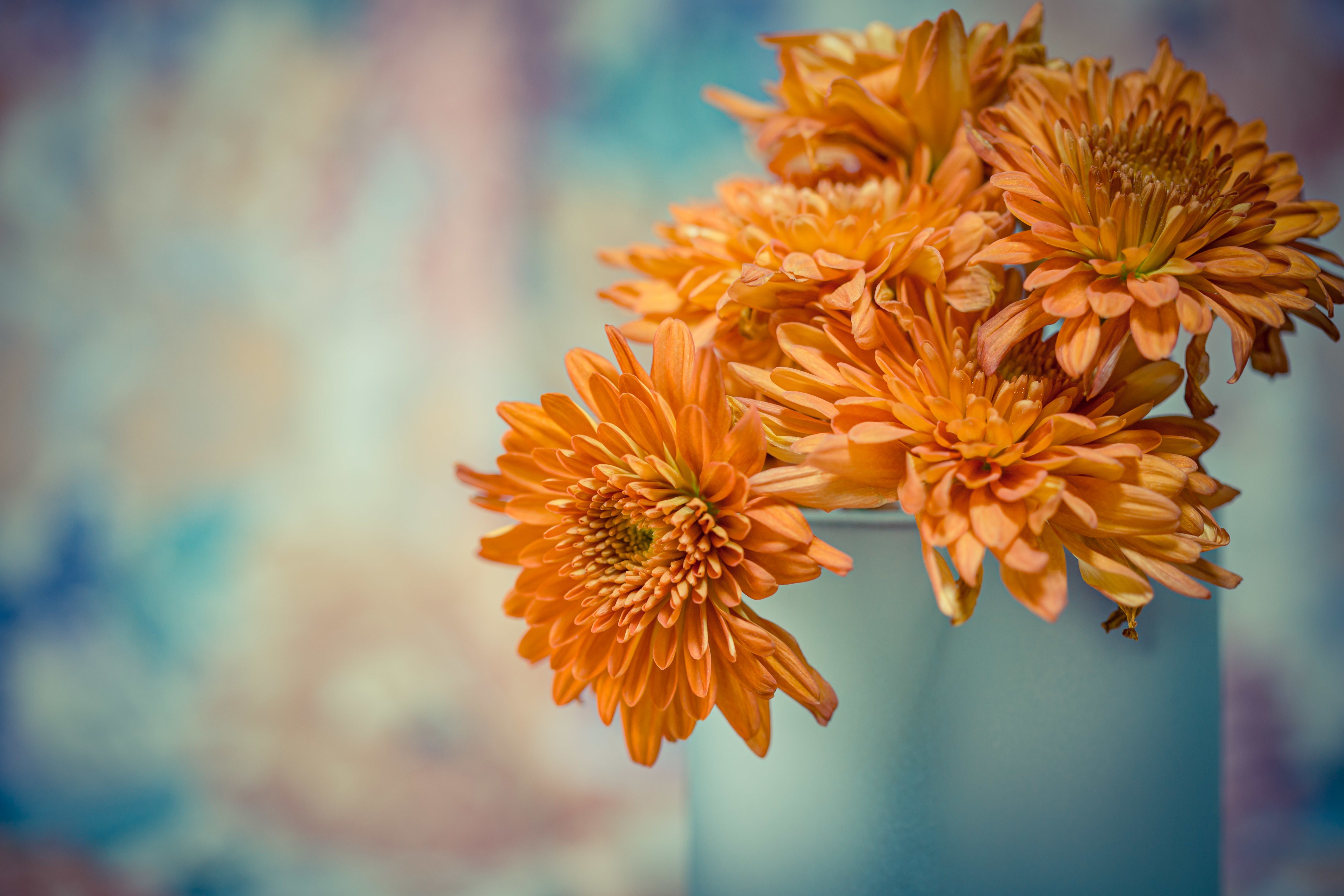 Orange Chrysanthemums in a Vase HD Wallpaper