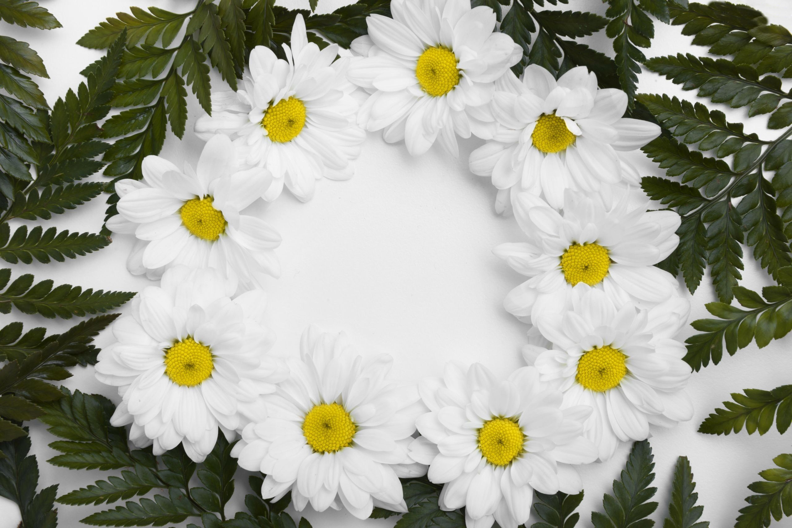 White Chrysanthemums and Green Ferns Border HD Wallpaper