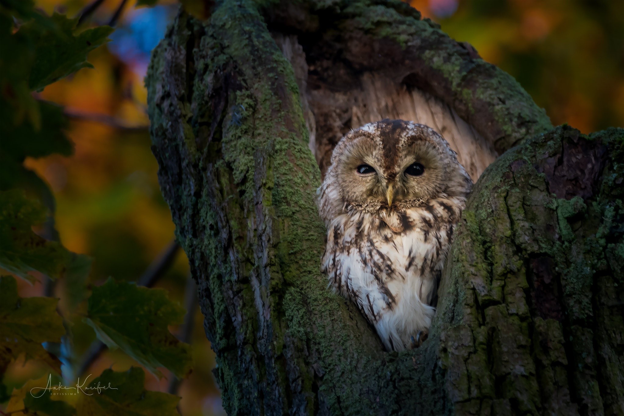 Tawny owl perched in a tree hollow HD Wallpaper