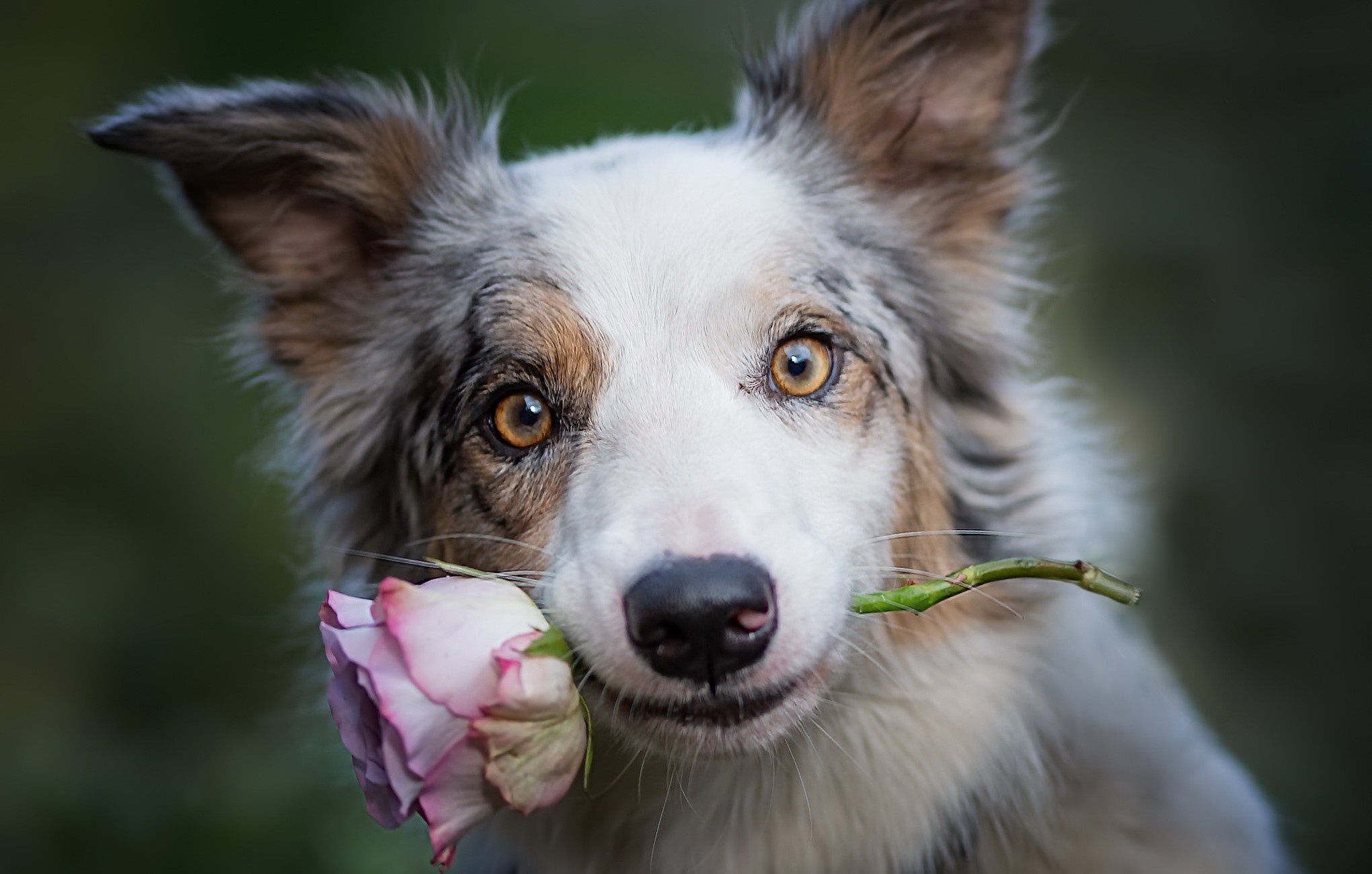 Border Collie dog holding a pink rose in its mouth HD Wallpaper