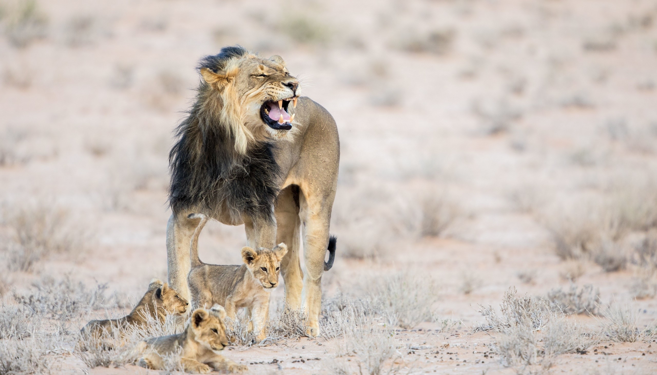 Lion with Cubs in Desert Landscape HD Wallpaper