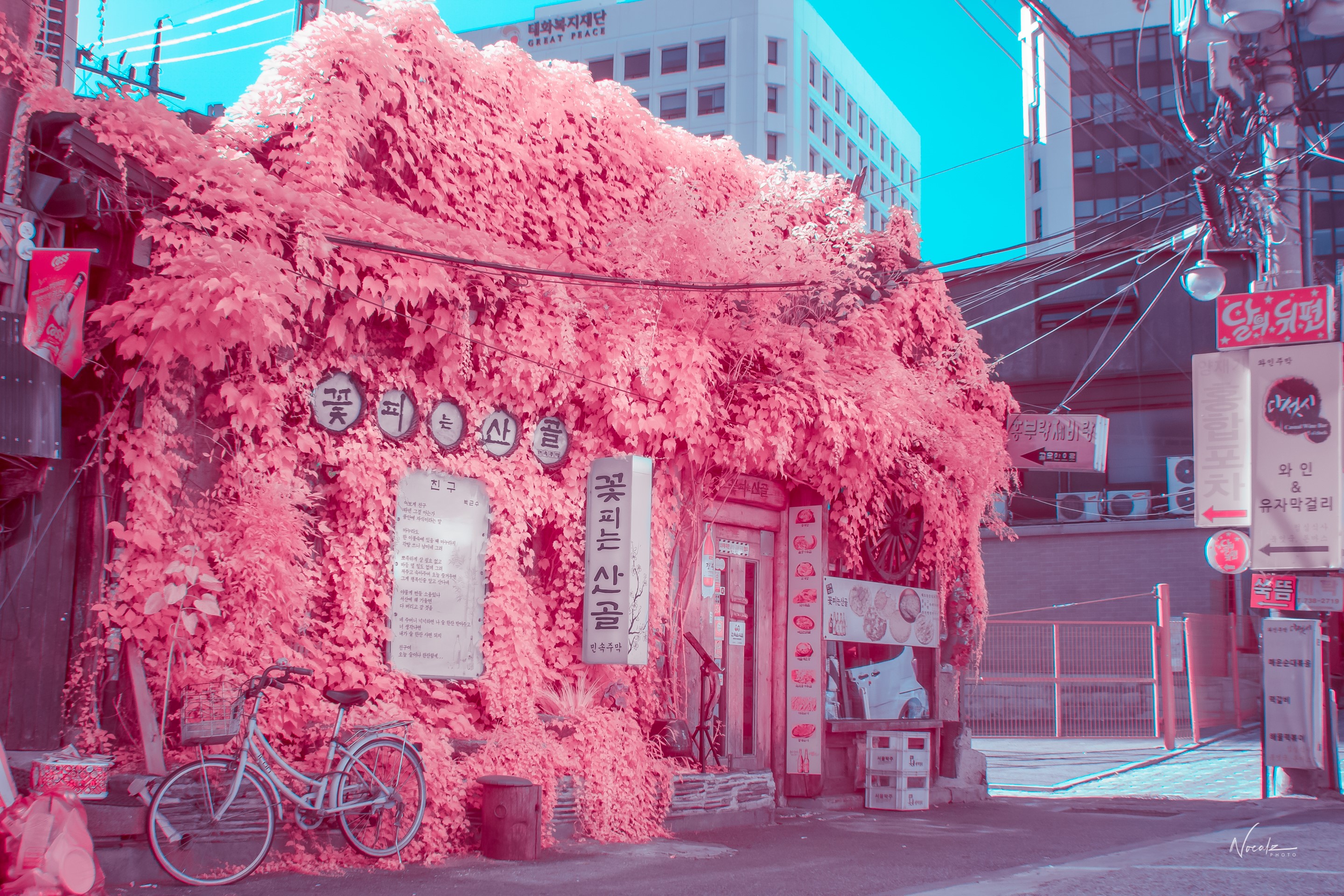 Korean building covered in pink vines with a bicycle HD Wallpaper