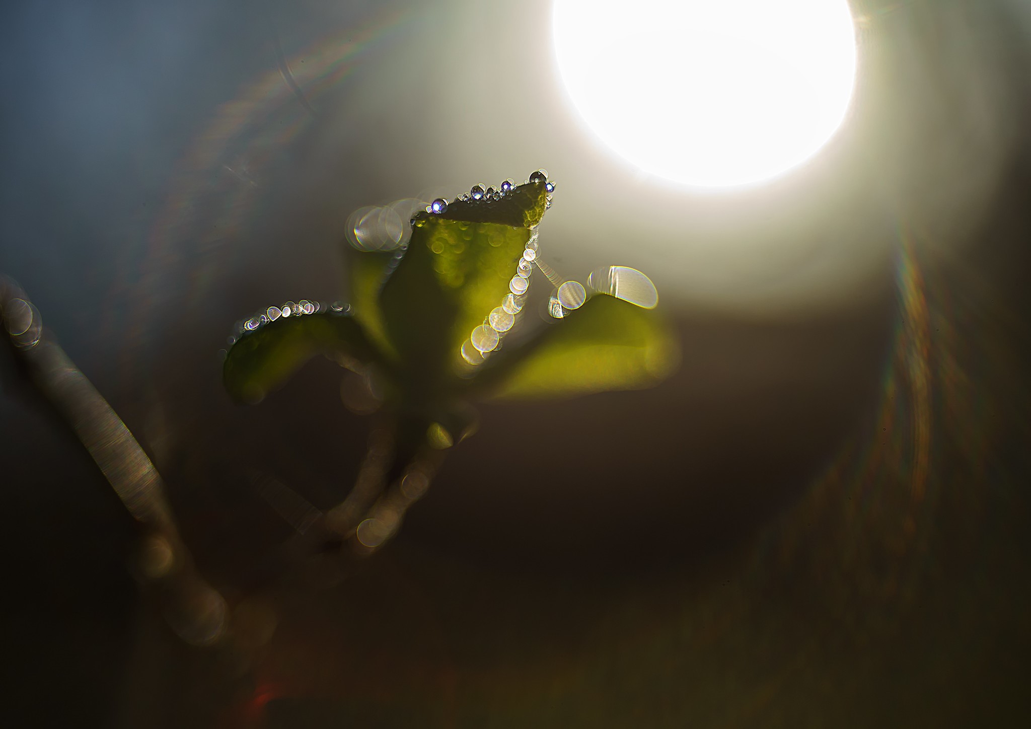 Dew drops on a green leaf with sunlight HD Wallpaper