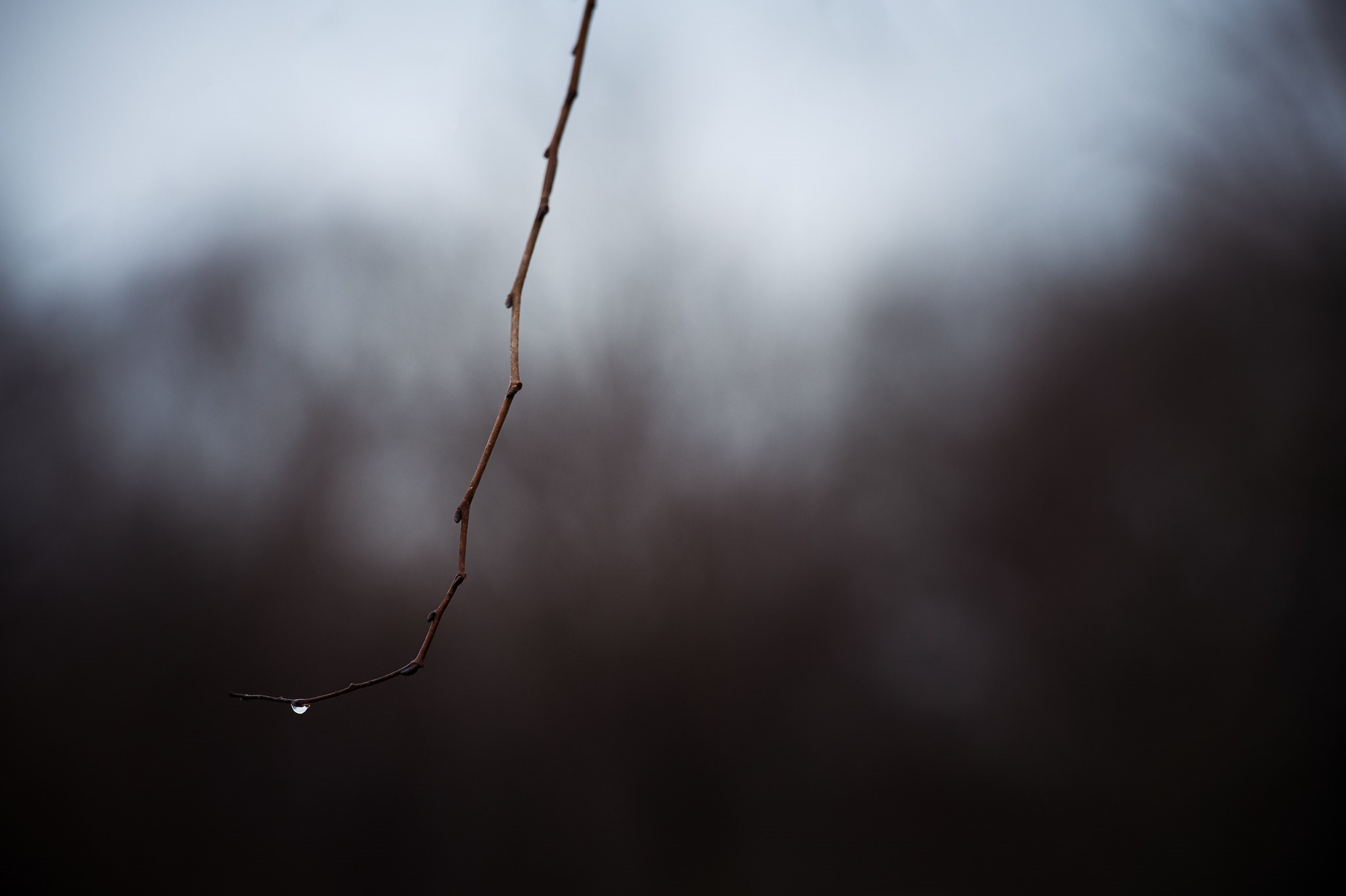 A single water drop on a thin branch HD Wallpaper