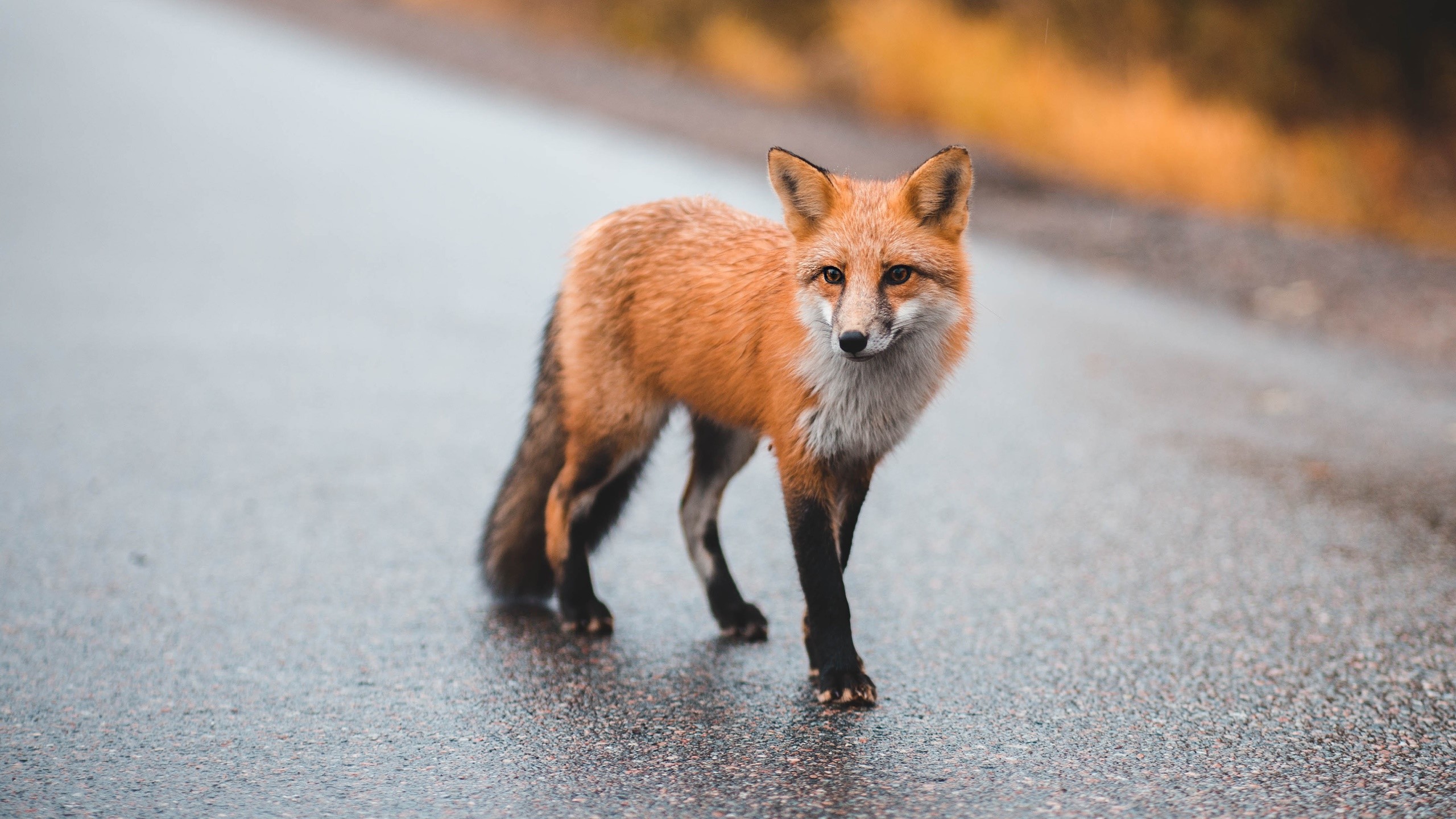 A red fox stands on a wet road HD Wallpaper