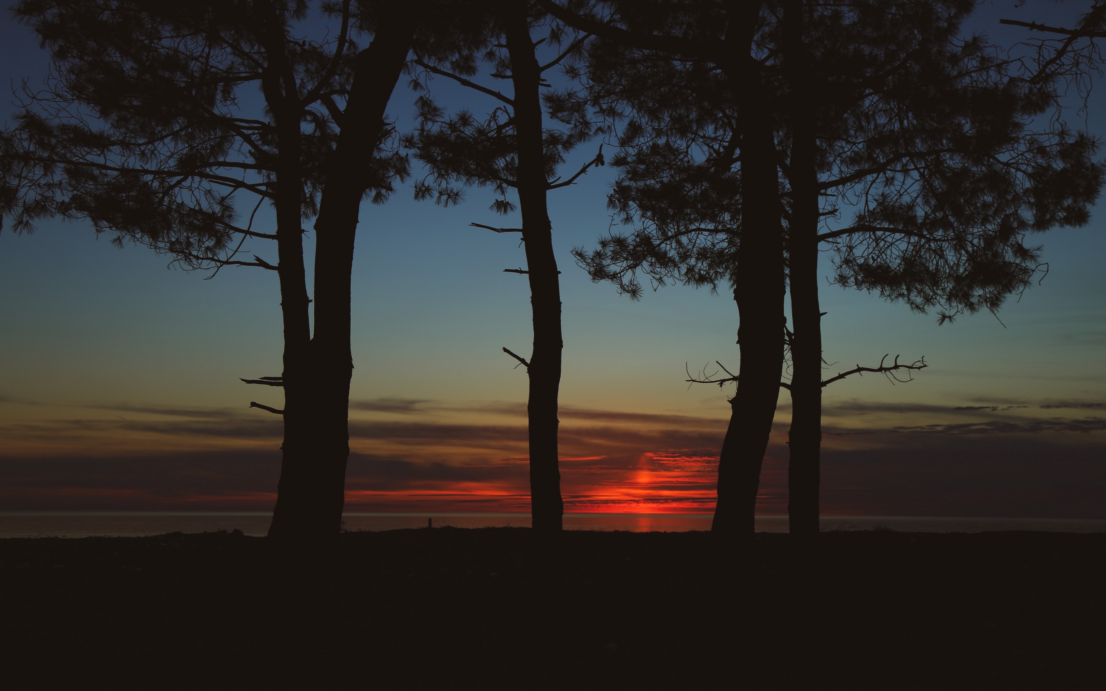 Silhouette of trees against a sunset over the sea HD Wallpaper