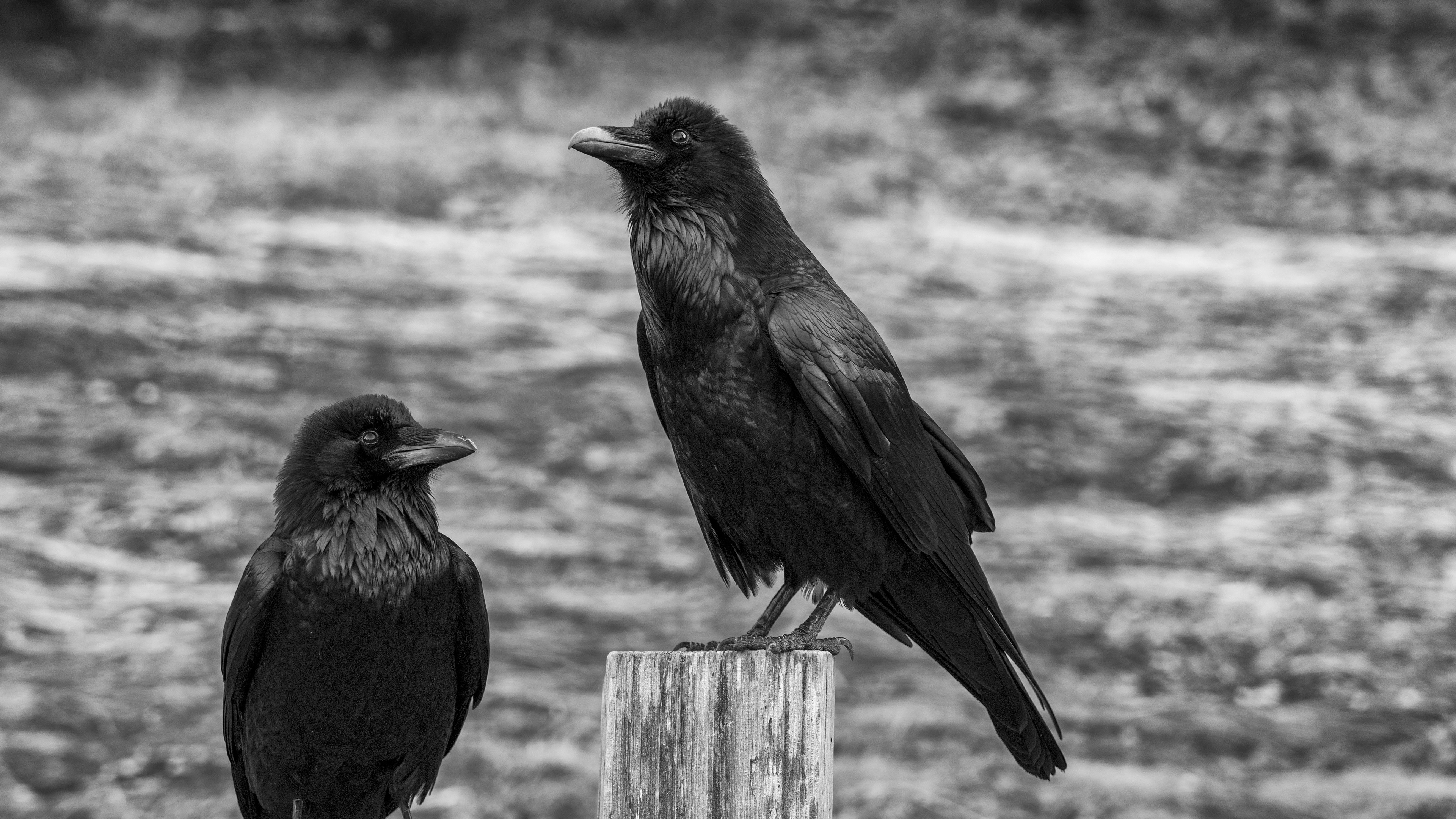 Two ravens on a wooden post, monochrome HD Wallpaper