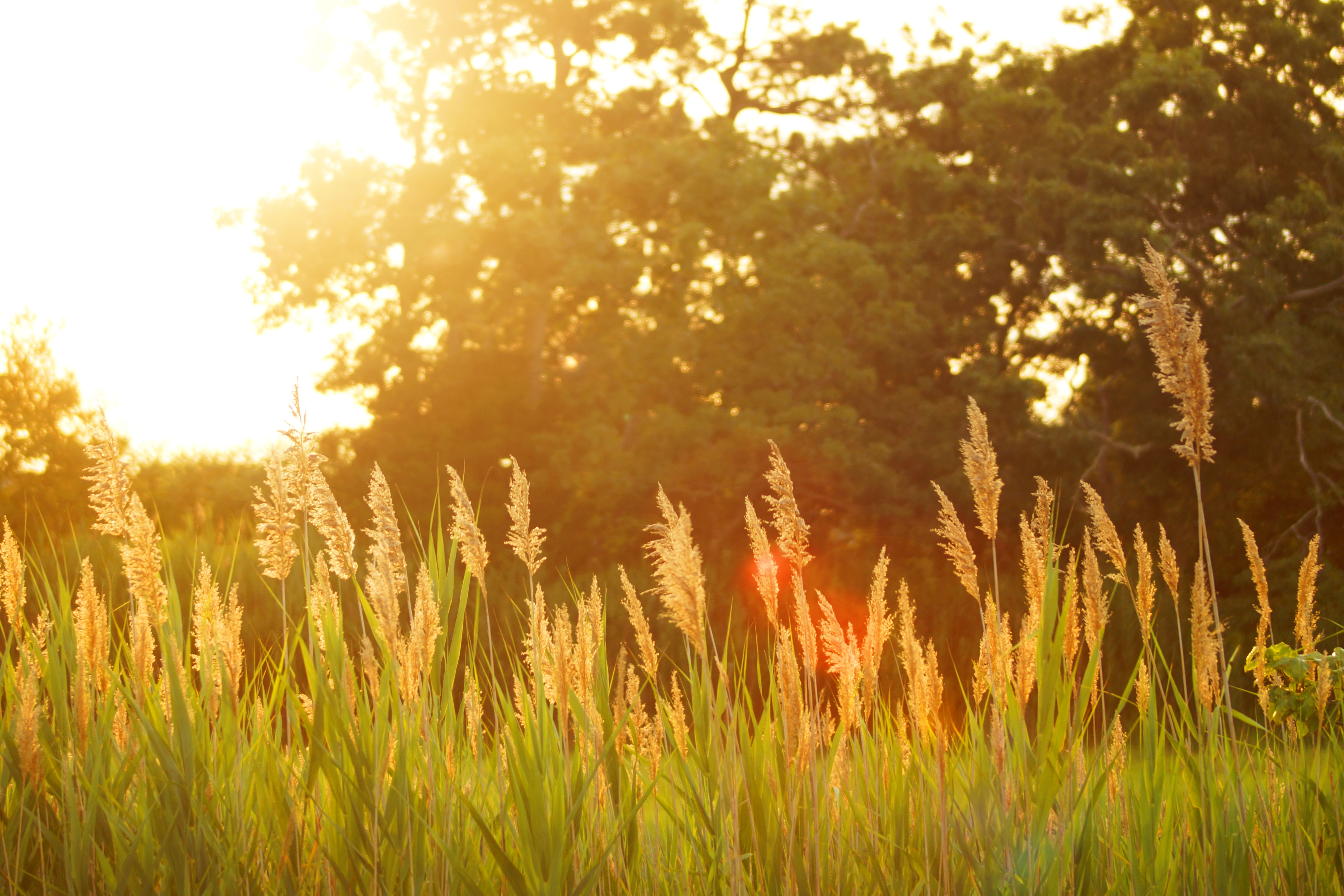 4K grass and plants in sunlight HD Wallpaper