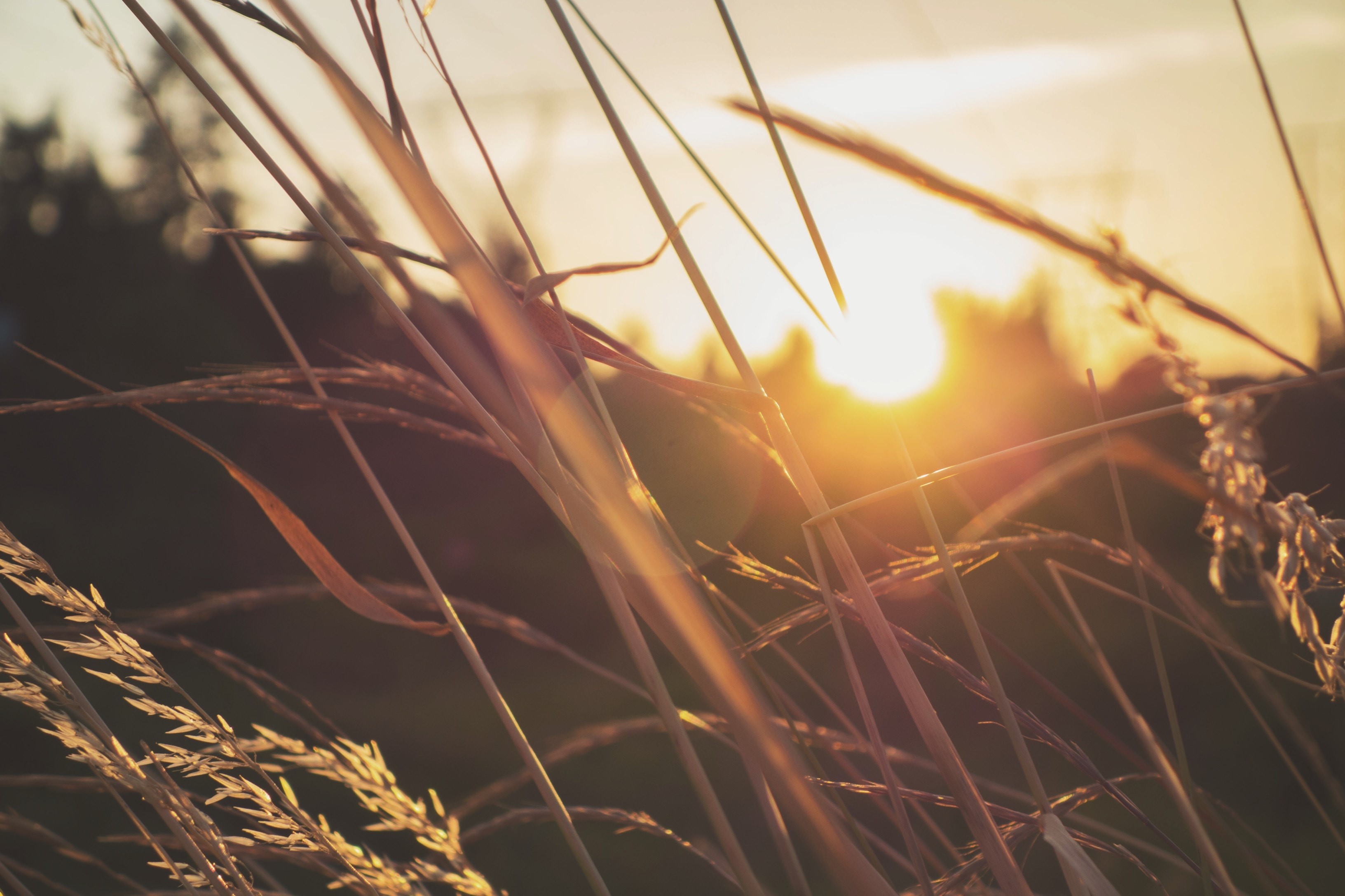 Sunlight filtering through tall grass at sunset HD Wallpaper