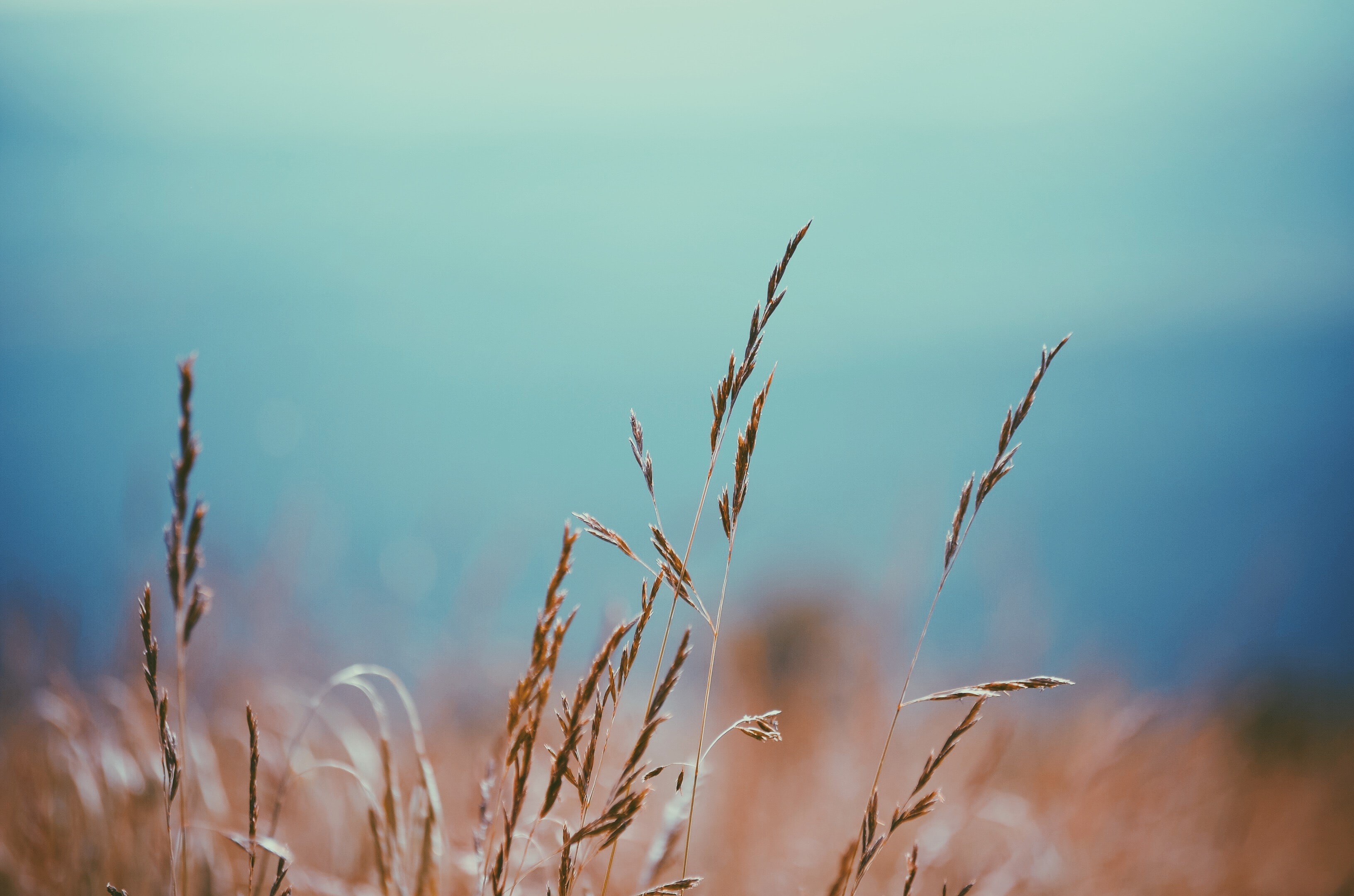 Dry grass stalks against a blurred blue background HD Wallpaper