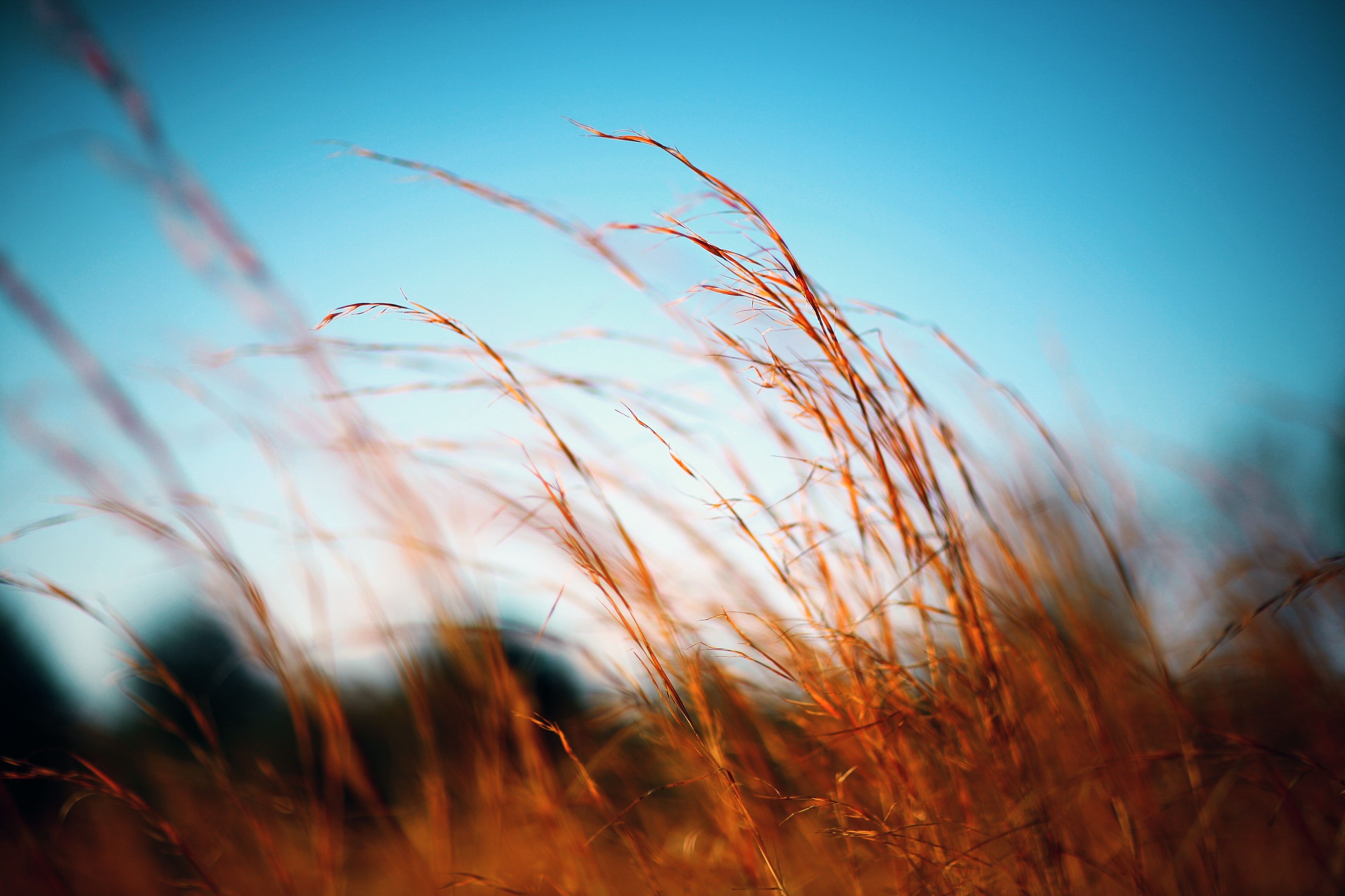 4K grass in the wind HD Wallpaper