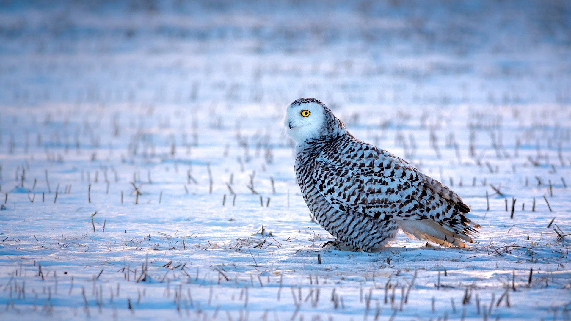 Snowy owl in a snowy field HD Wallpaper