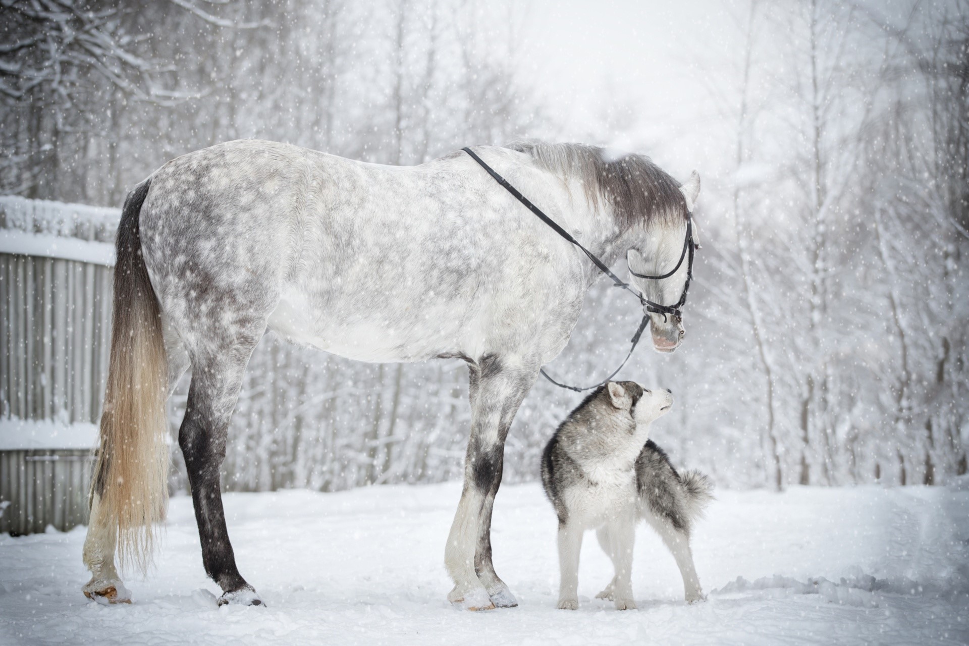 Dappled gray horse and Siberian Husky in snow HD Wallpaper