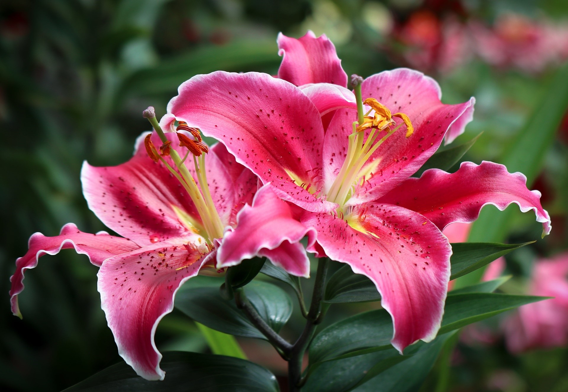 Two pink lilies with white edges and dark spots HD Wallpaper