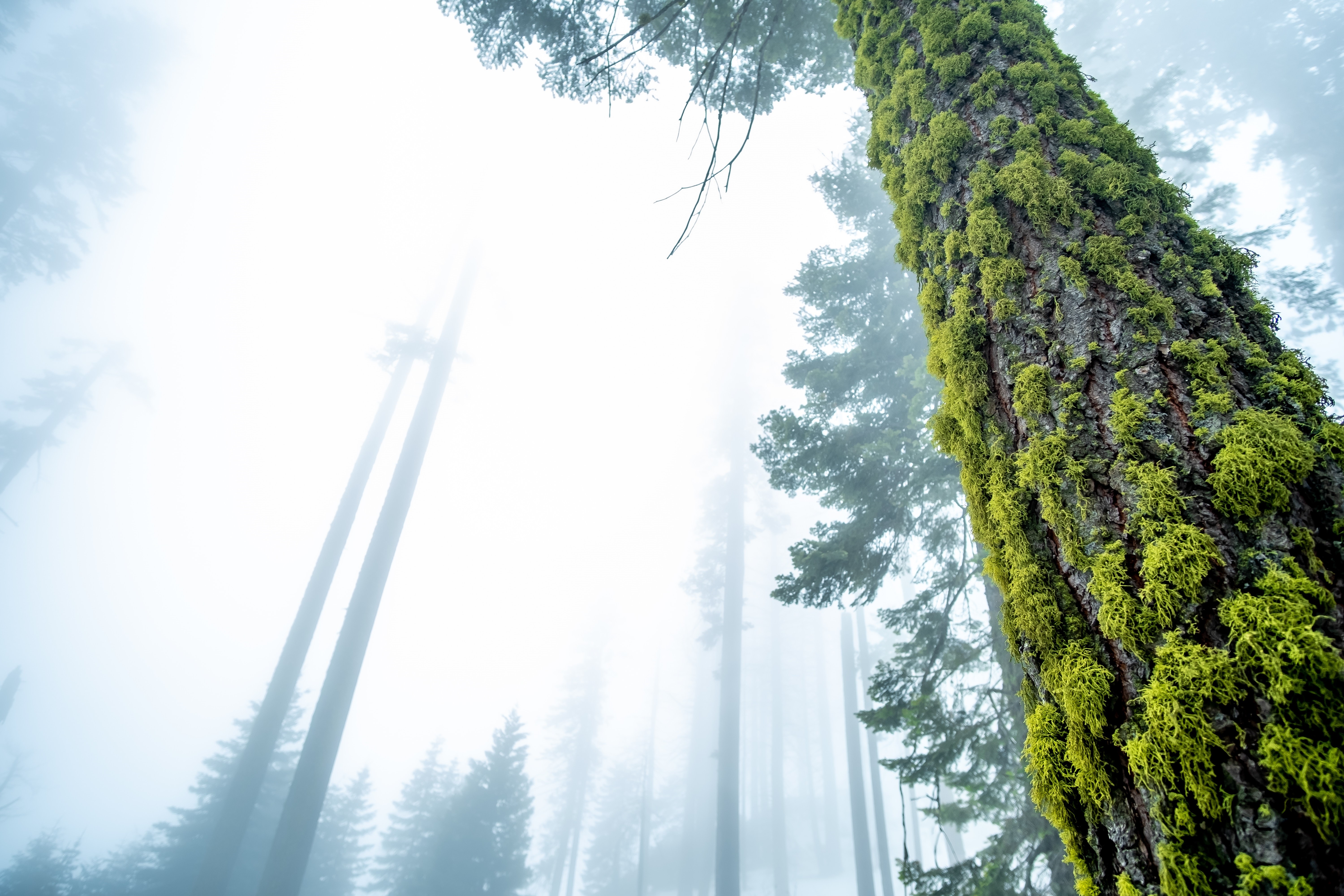 Mossy Tree Trunk in Foggy Forest HD Wallpaper