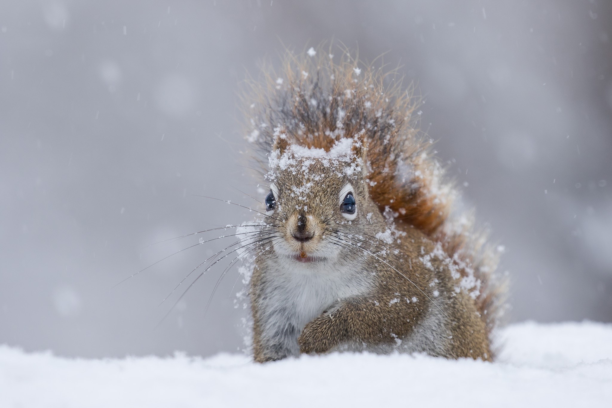 Winter Squirrel Snow 4K Cute Animals HD Wallpaper