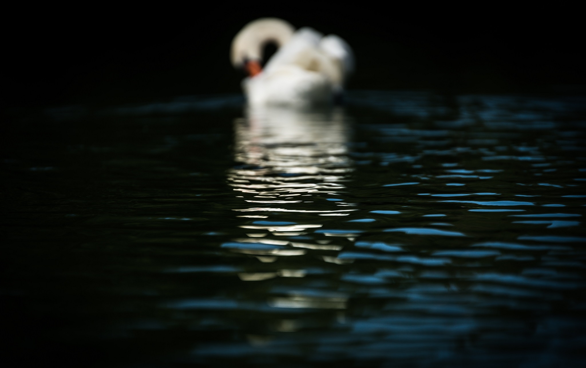 Swan swimming in dark water HD Wallpaper