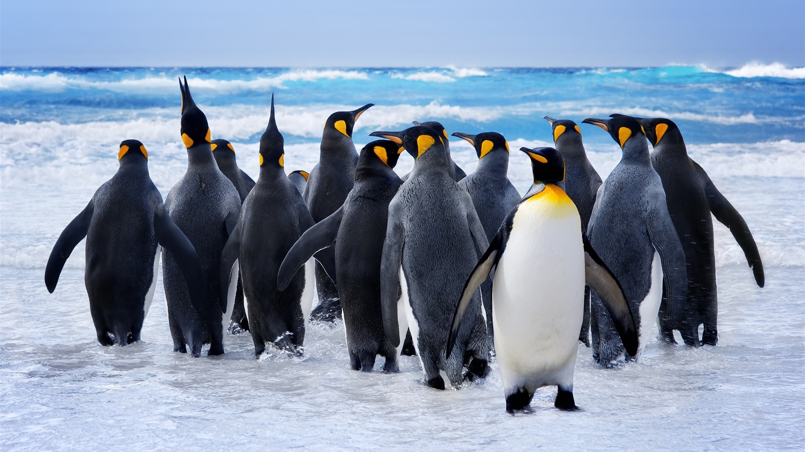 A group of king penguins on a beach with waves HD Wallpaper