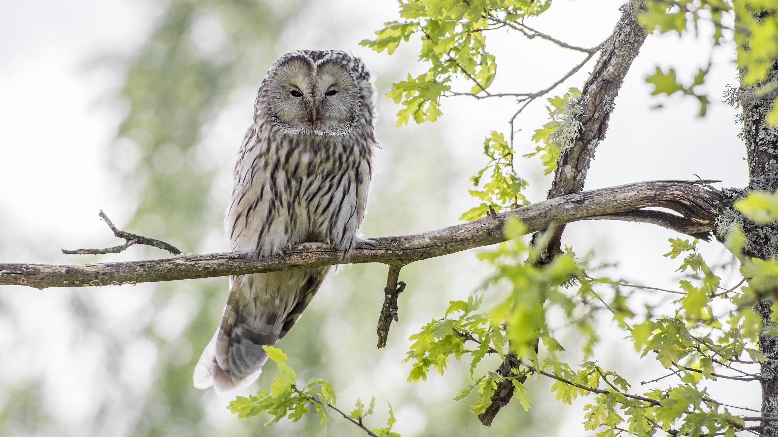 Ural owl perched on a tree branch HD Wallpaper