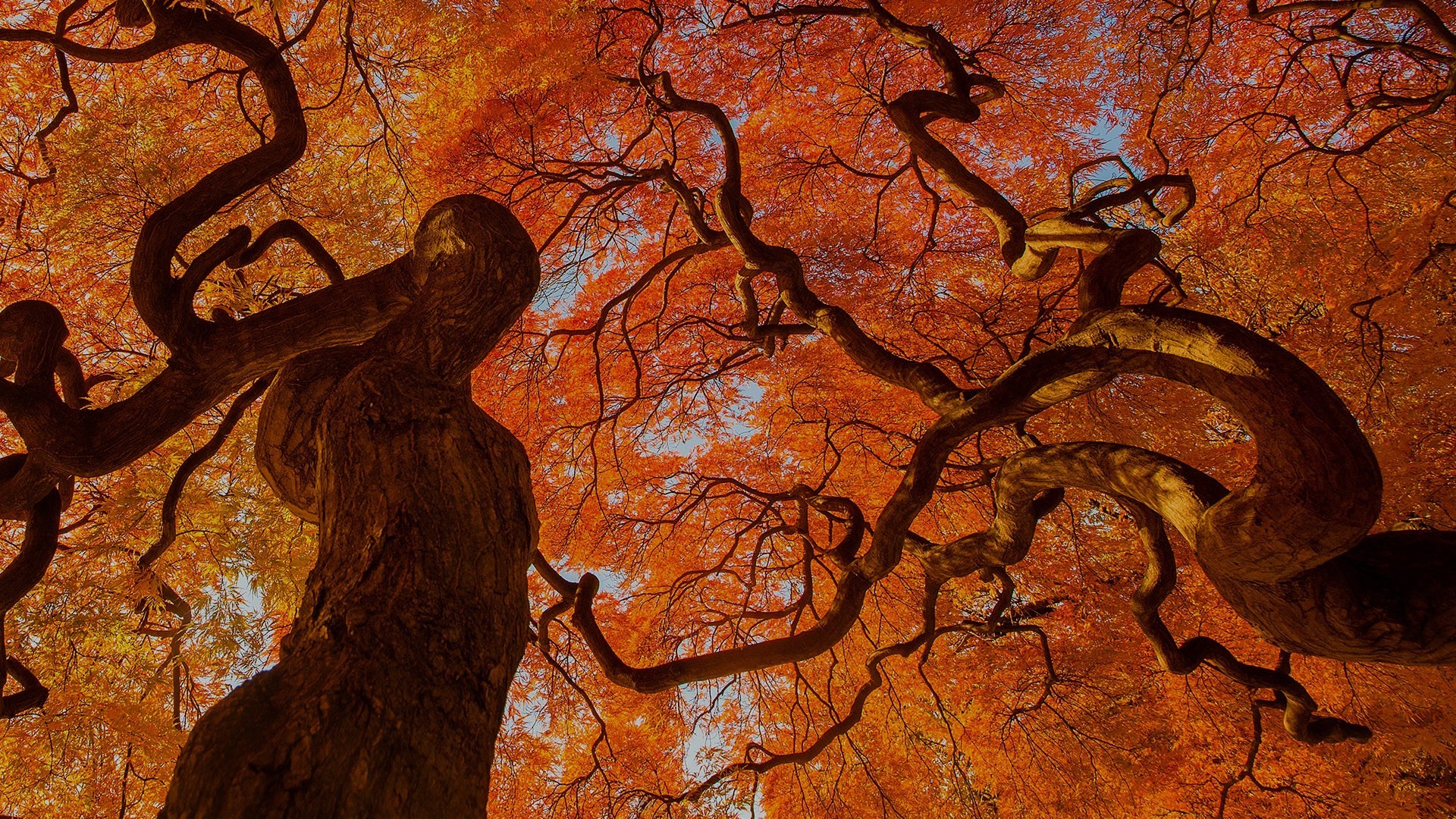 Japanese Maple Tree in Fall HD Wallpaper