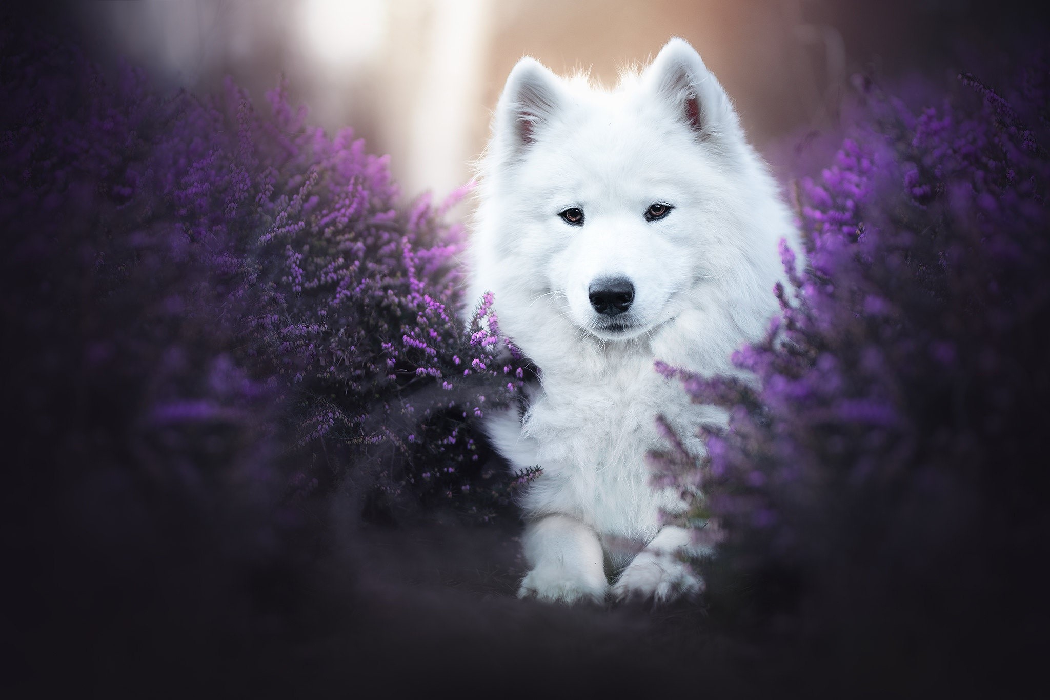 Samoyed dog sitting in purple flowers HD Wallpaper