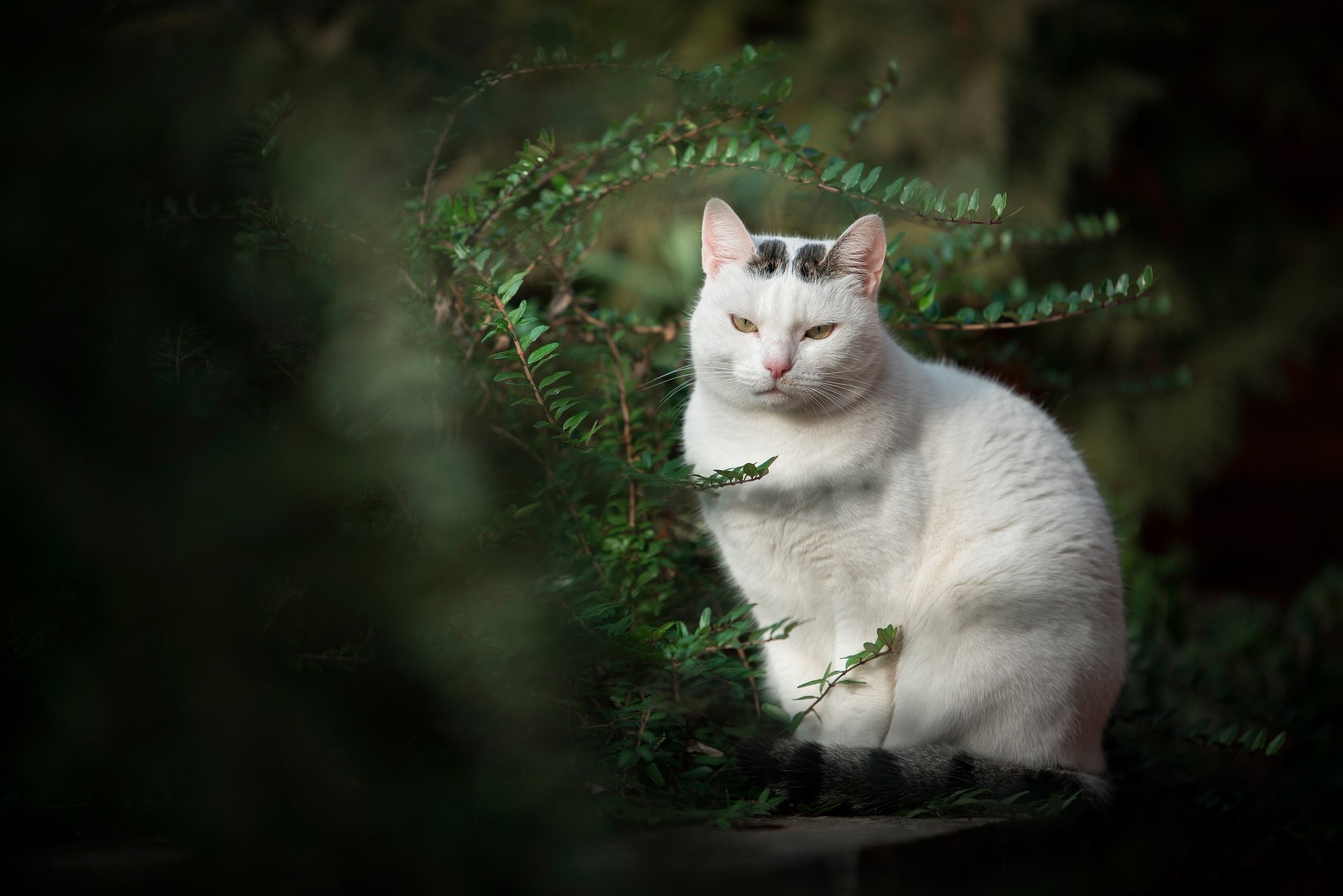 White cat with black markings sitting outdoors HD Wallpaper
