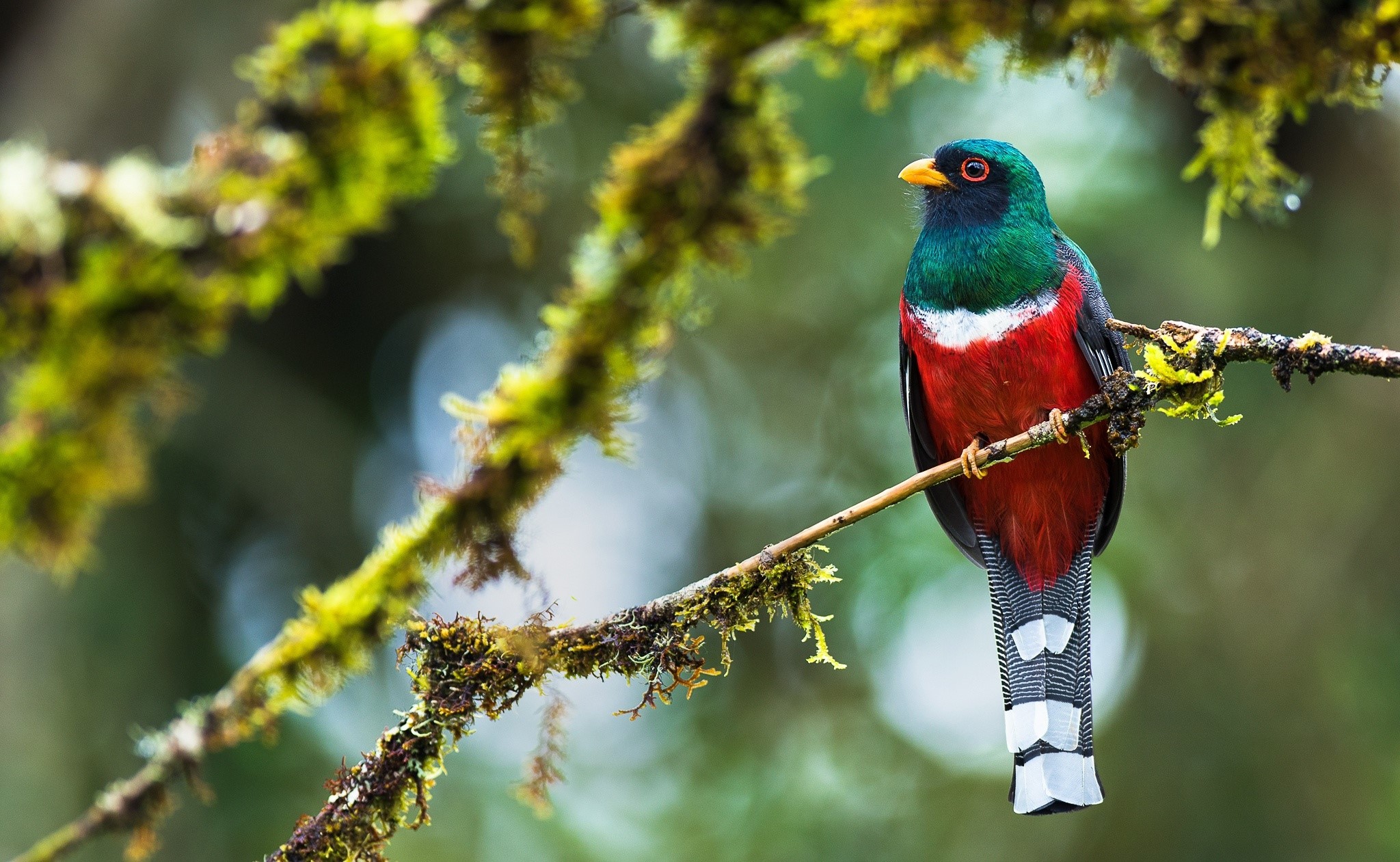 A colorful bird perched on a mossy branch HD Wallpaper