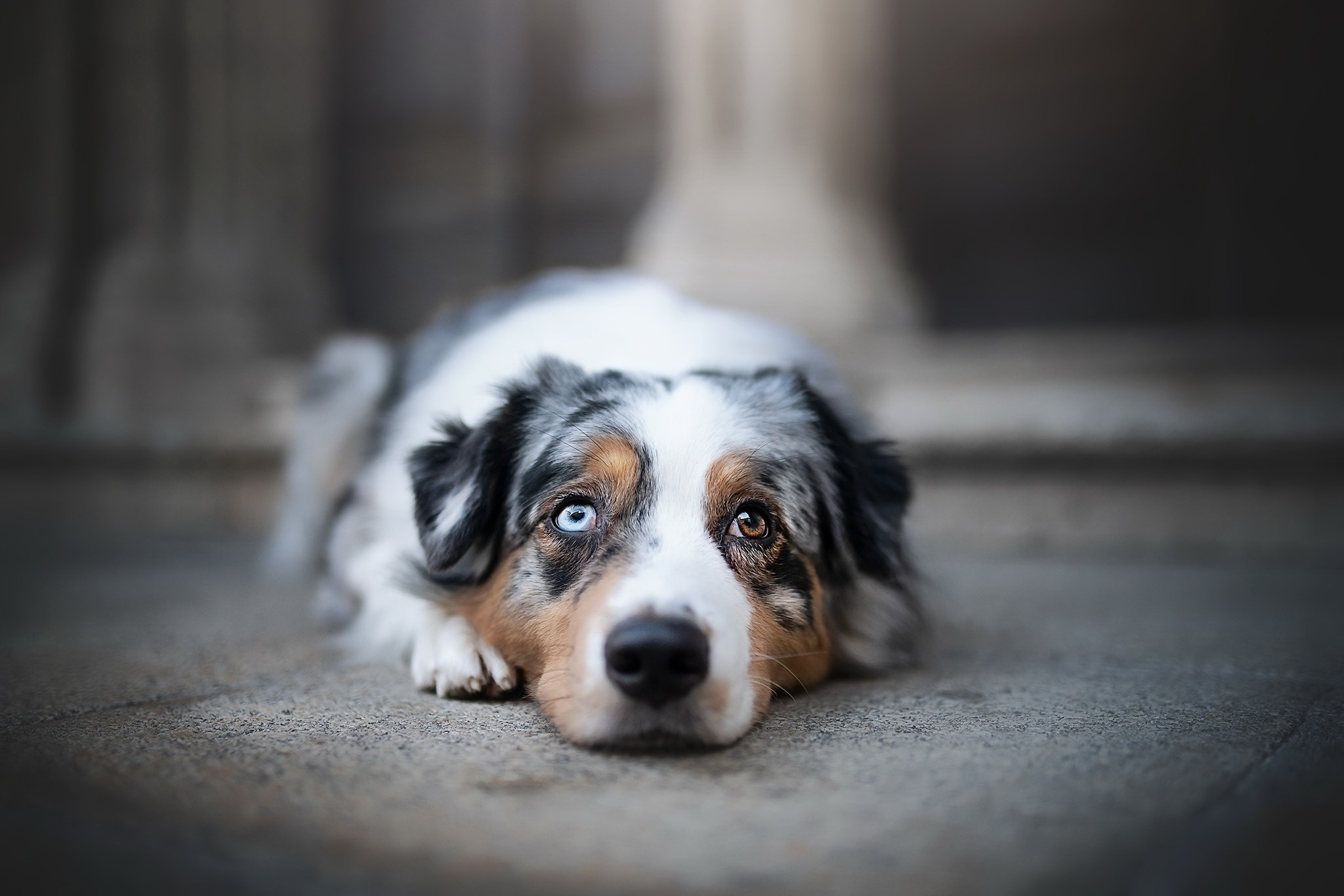 Australian Shepherd dog with heterochromia lying down HD Wallpaper