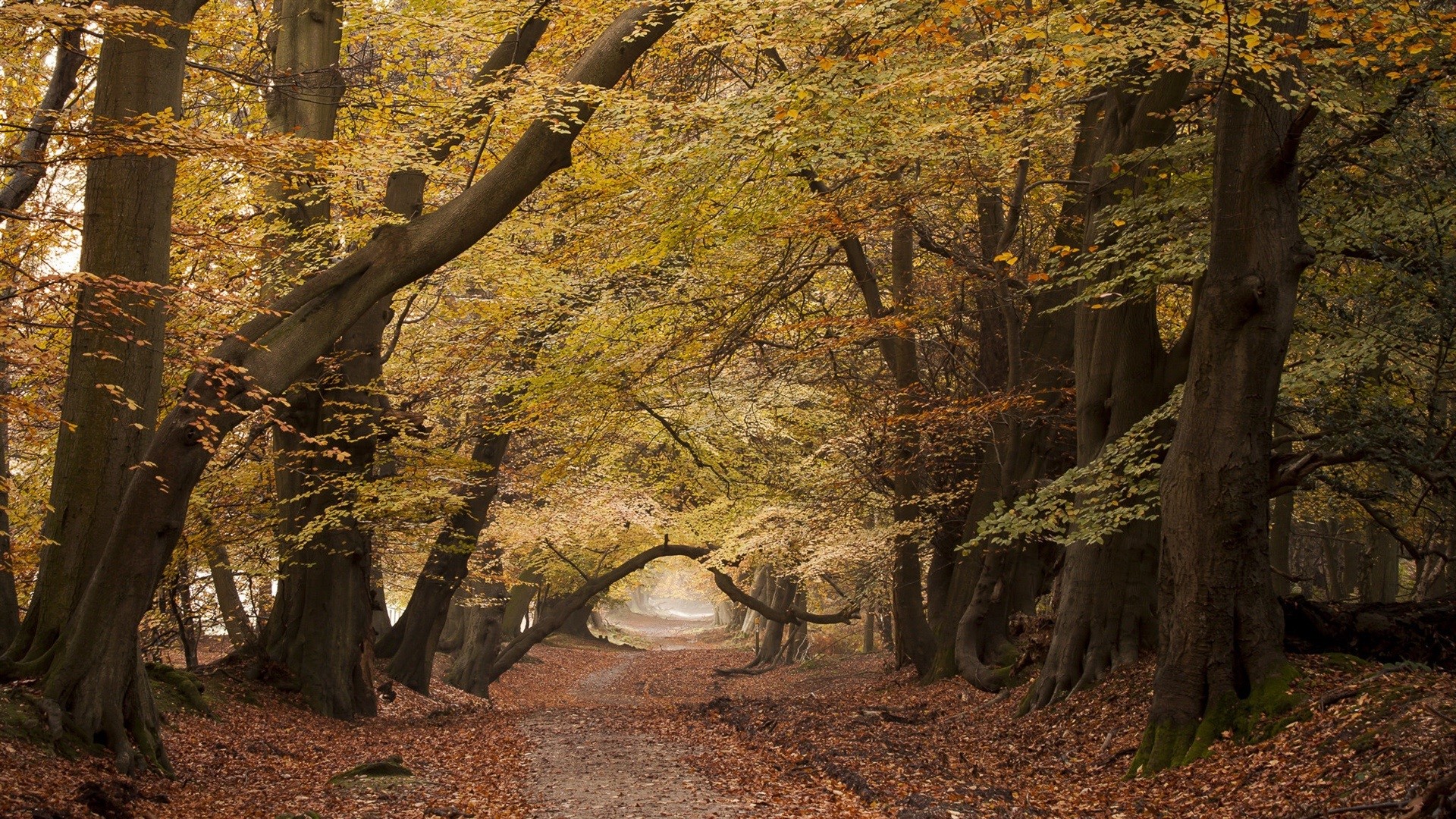 Autumn forest path with fallen leaves and arching trees HD Wallpaper