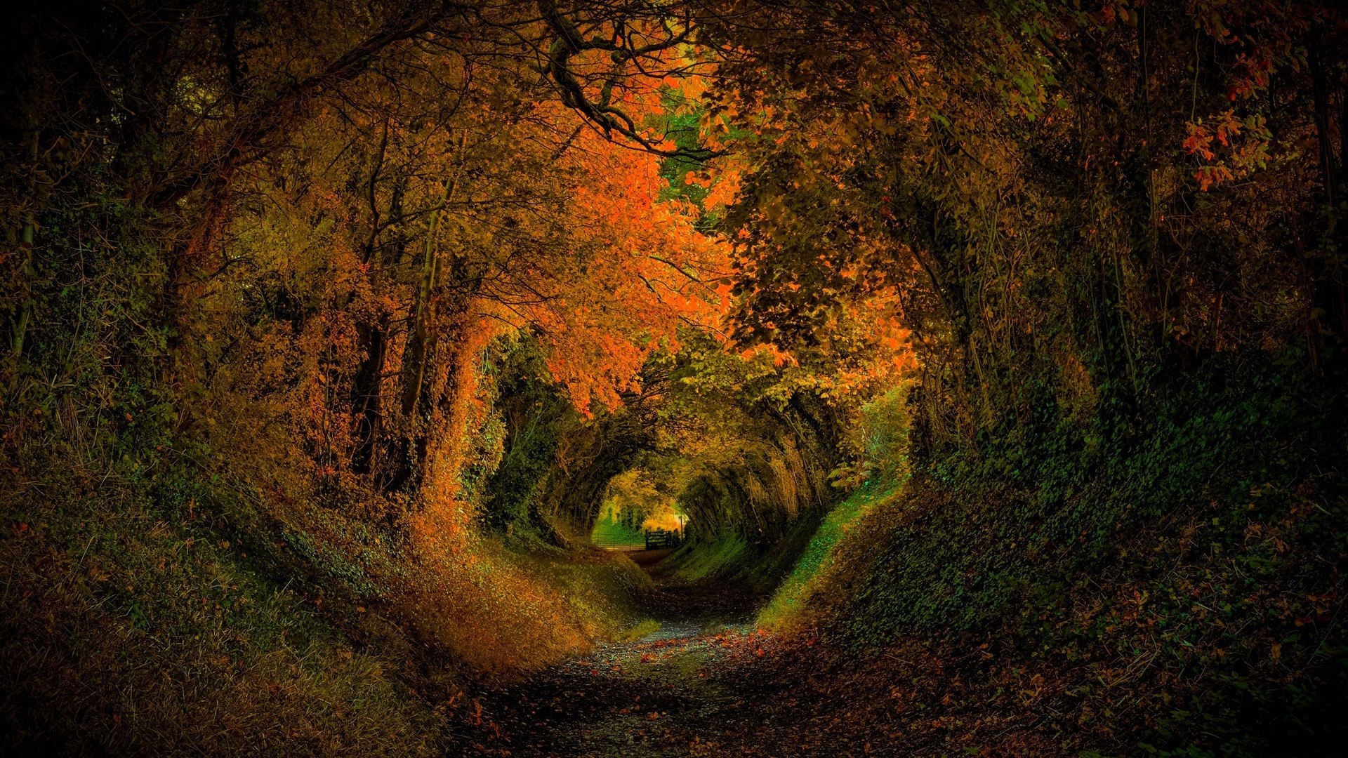 Autumn tunnel of trees with a path HD Wallpaper