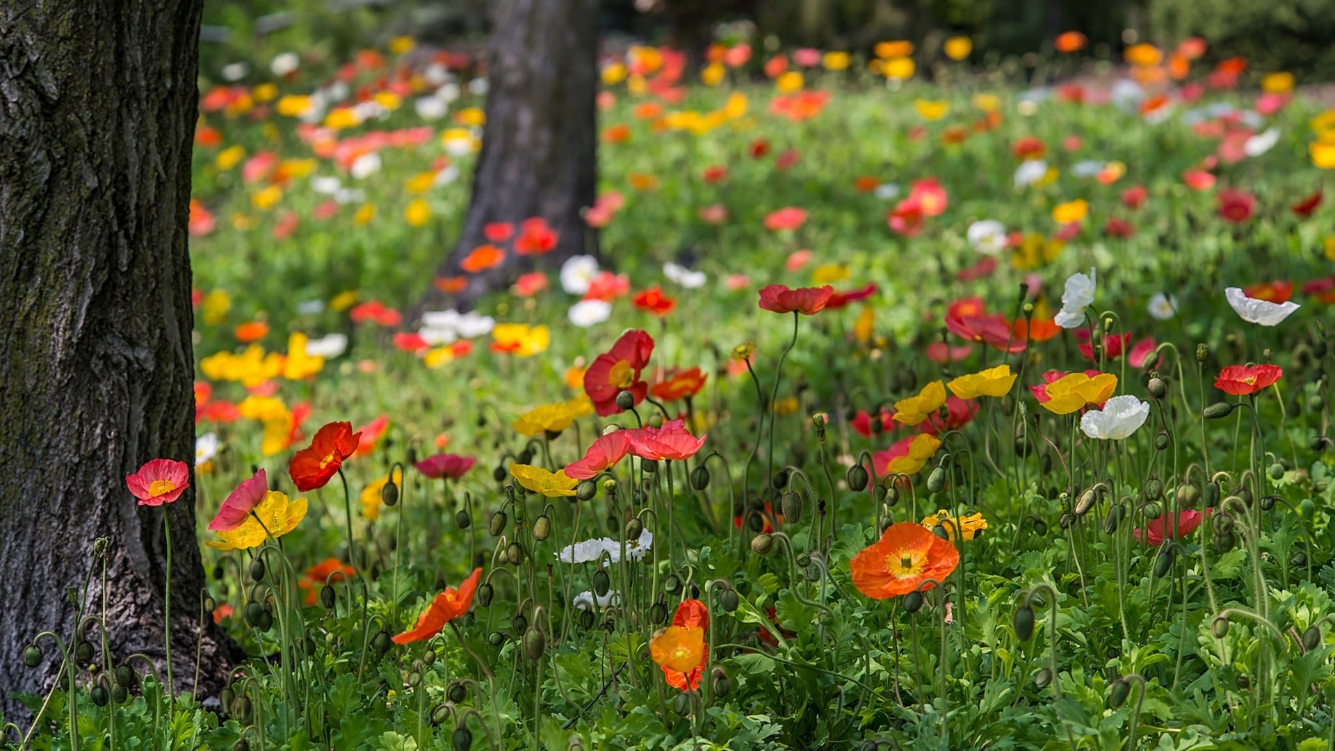 Field of colorful poppies with trees HD Wallpaper