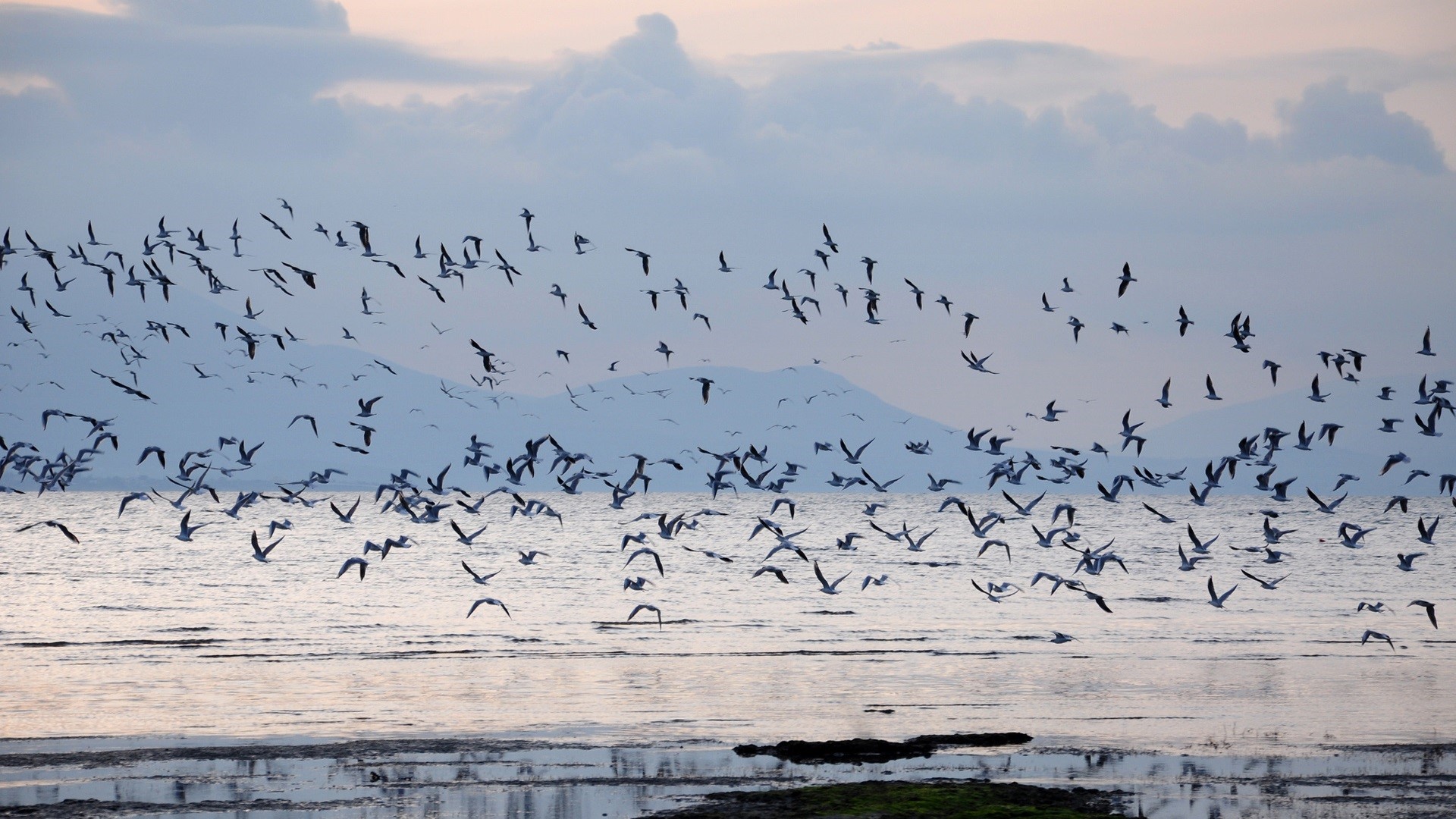 Flock of birds flying over water with mountains in background HD Wallpaper