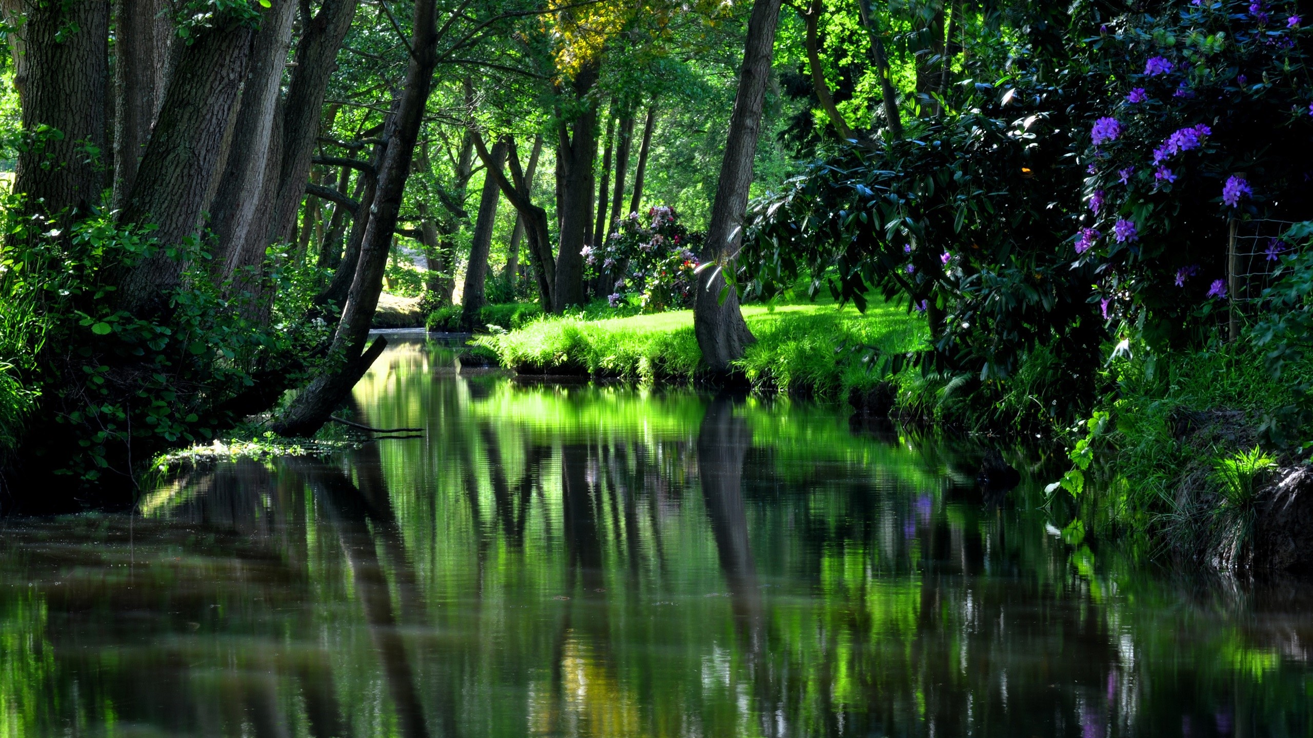 Trees lining a calm river with reflections HD Wallpaper
