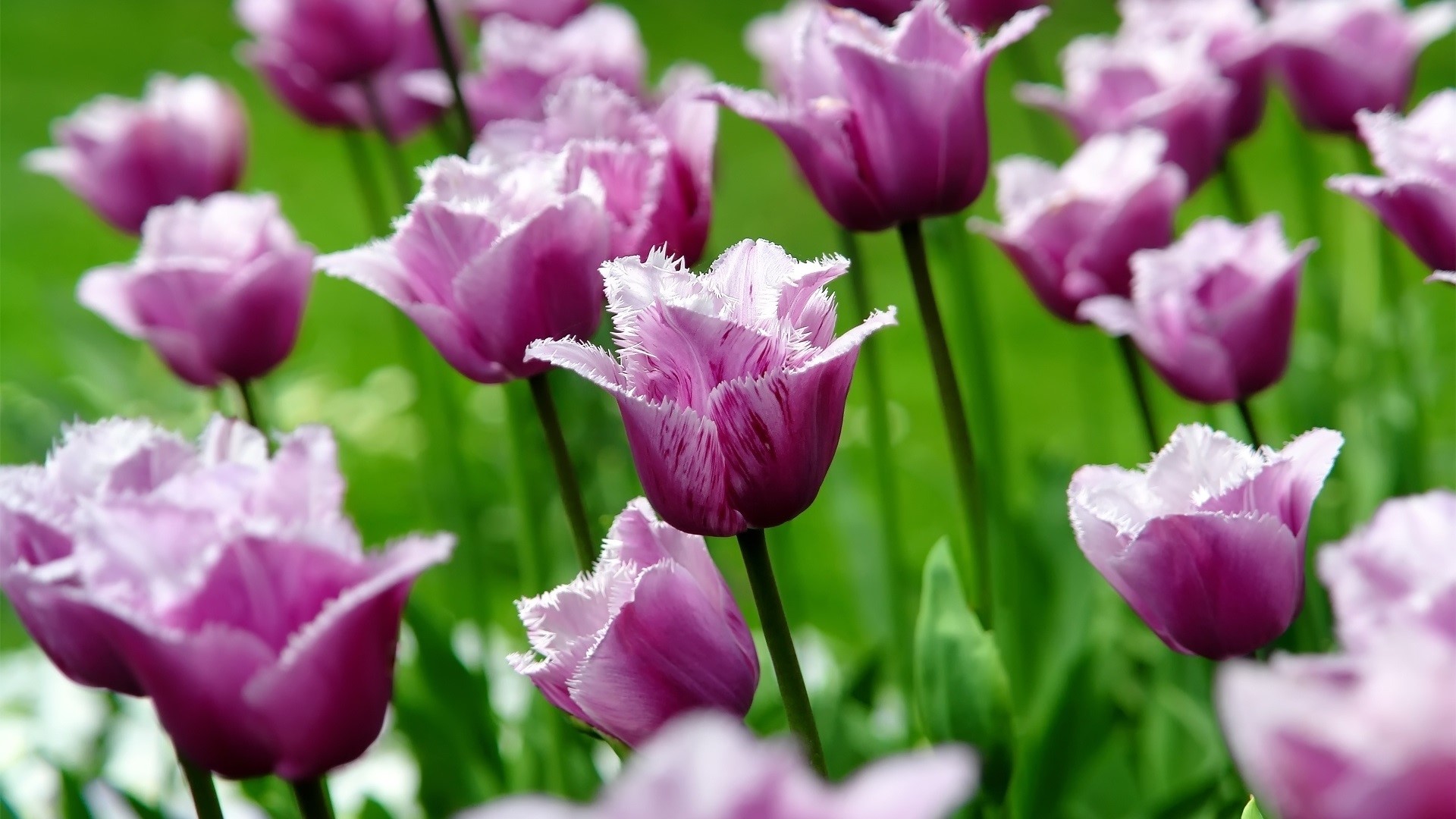 Purple fringed tulips in a garden HD Wallpaper