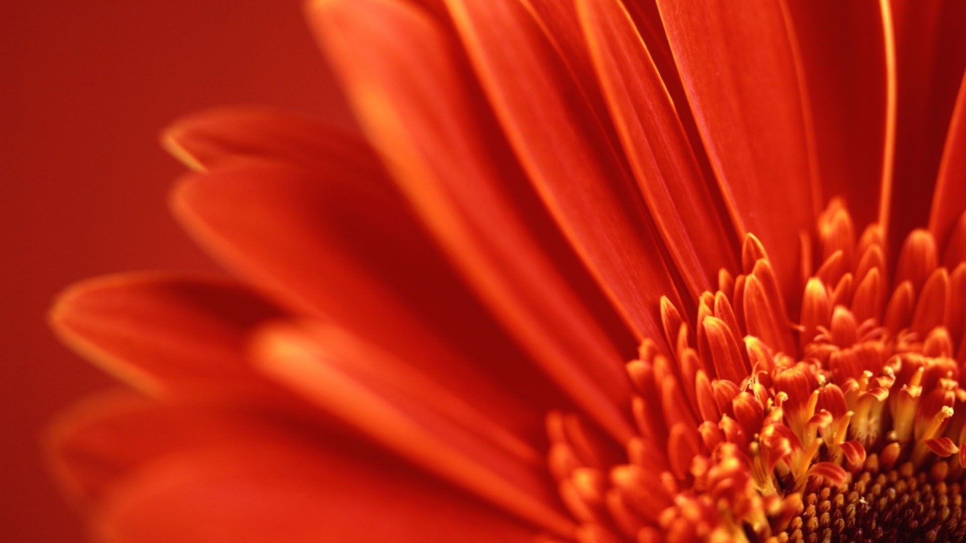 Close-up of a red gerbera daisy flower HD Wallpaper