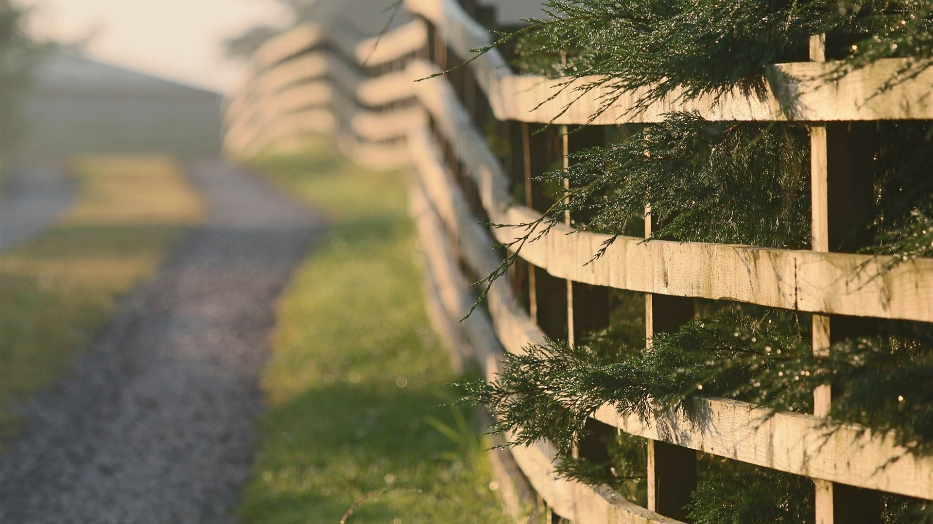 Wooden fence with green branches and gravel path HD Wallpaper