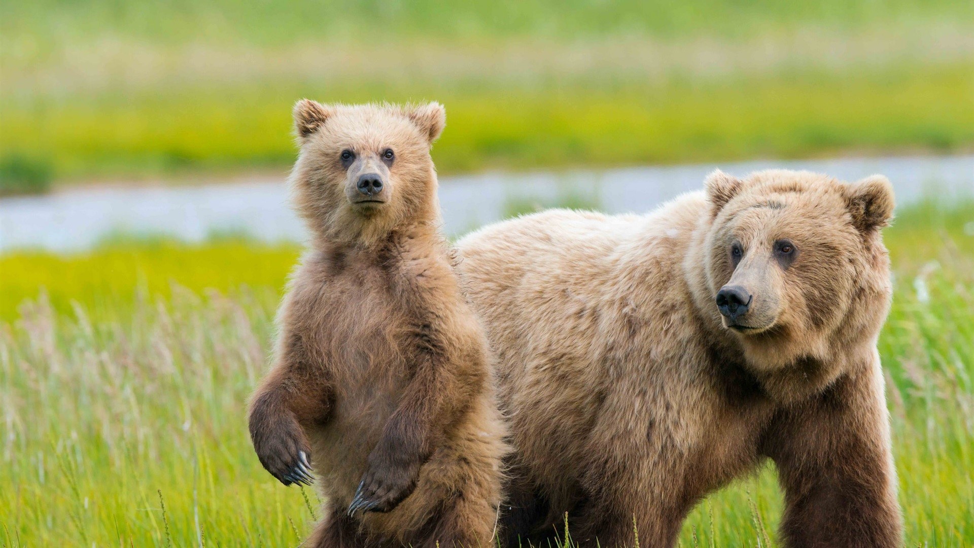 Two brown bears in a grassy field with water HD Wallpaper