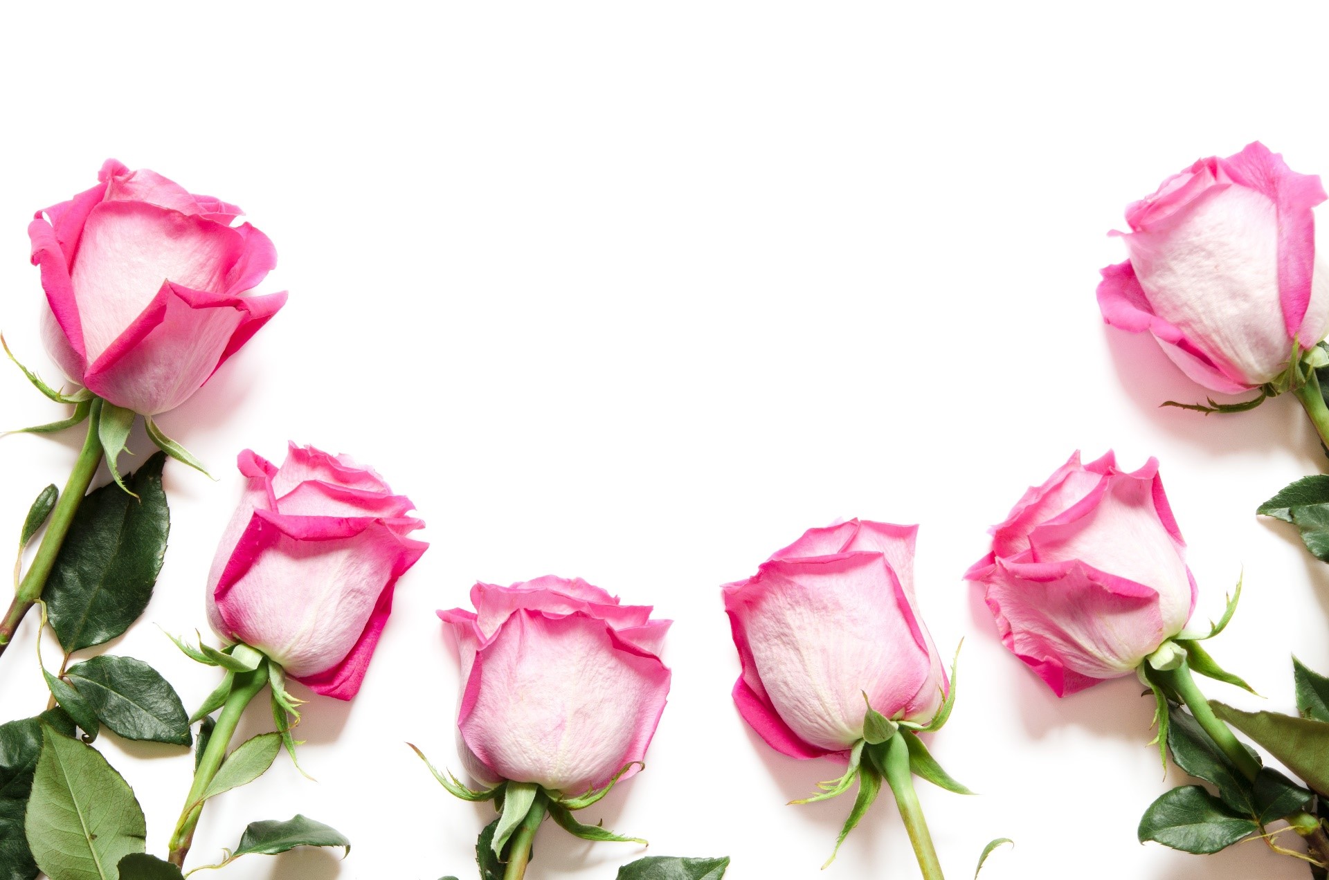Pink and white roses on a white background HD Wallpaper