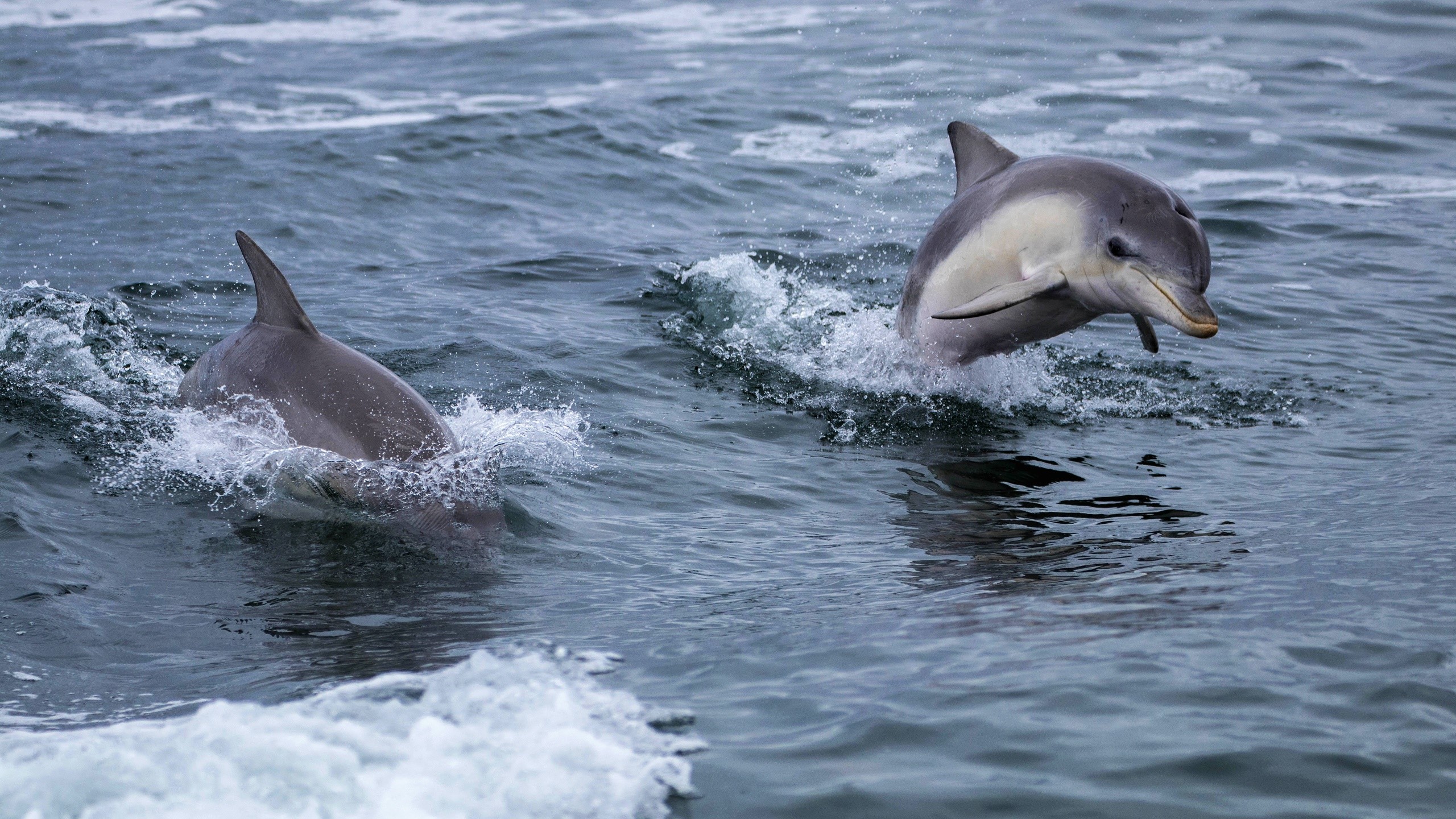 Two dolphins jumping out of the water HD Wallpaper