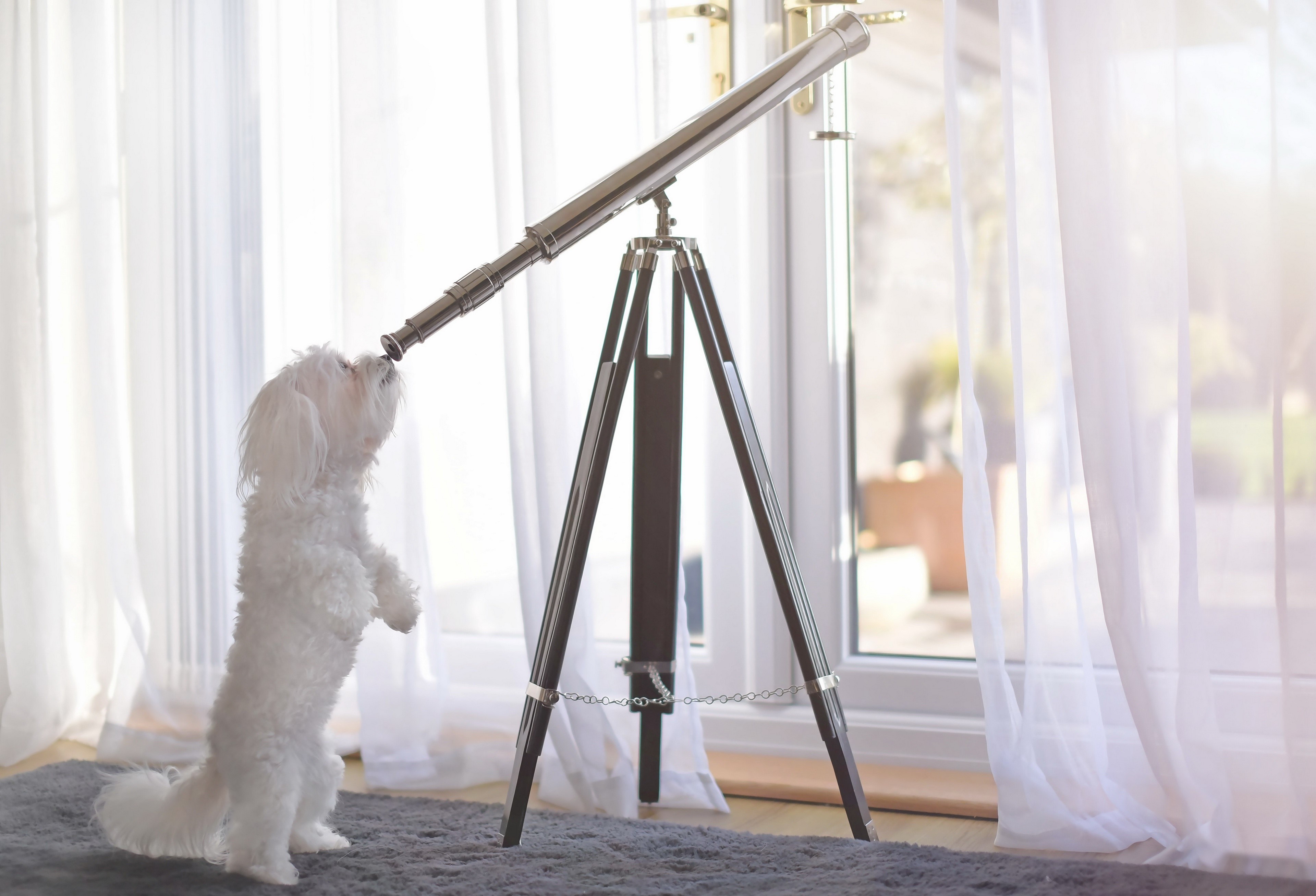 Maltese dog looking through a telescope HD Wallpaper