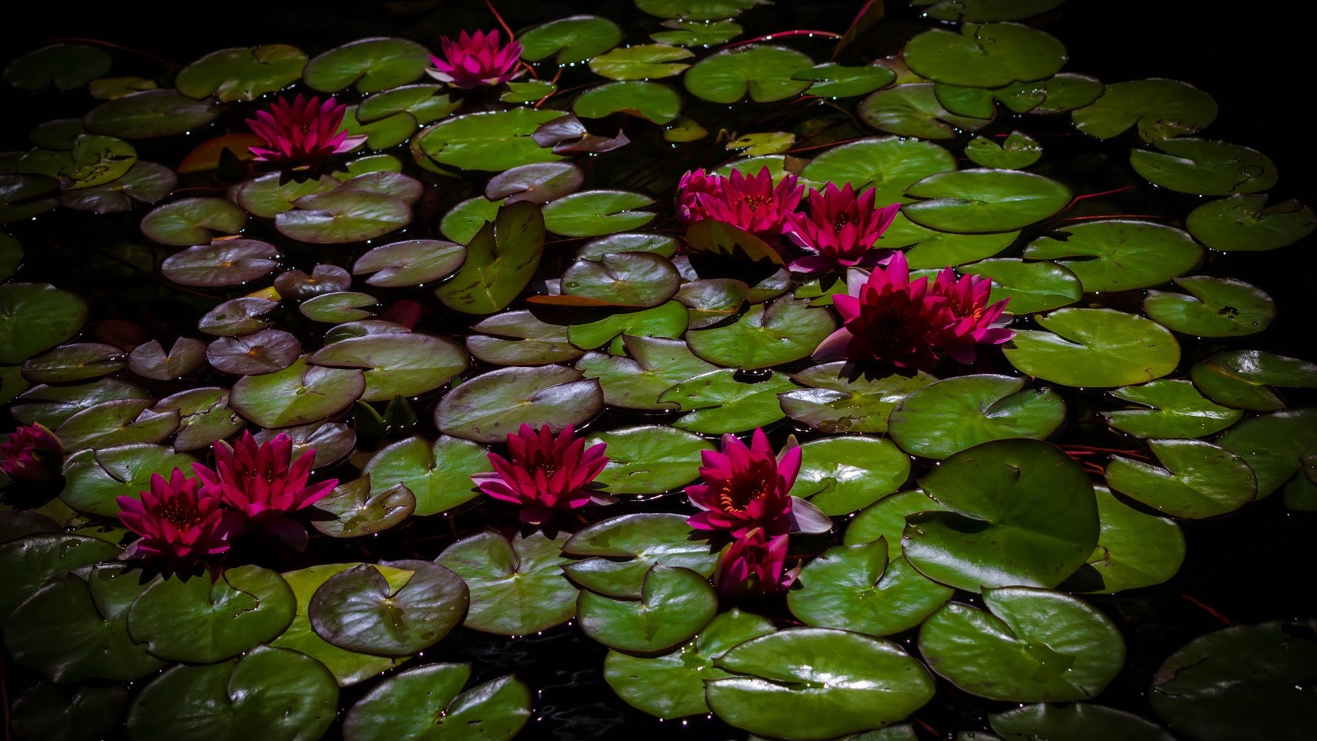 Pink water lilies on a dark pond HD Wallpaper
