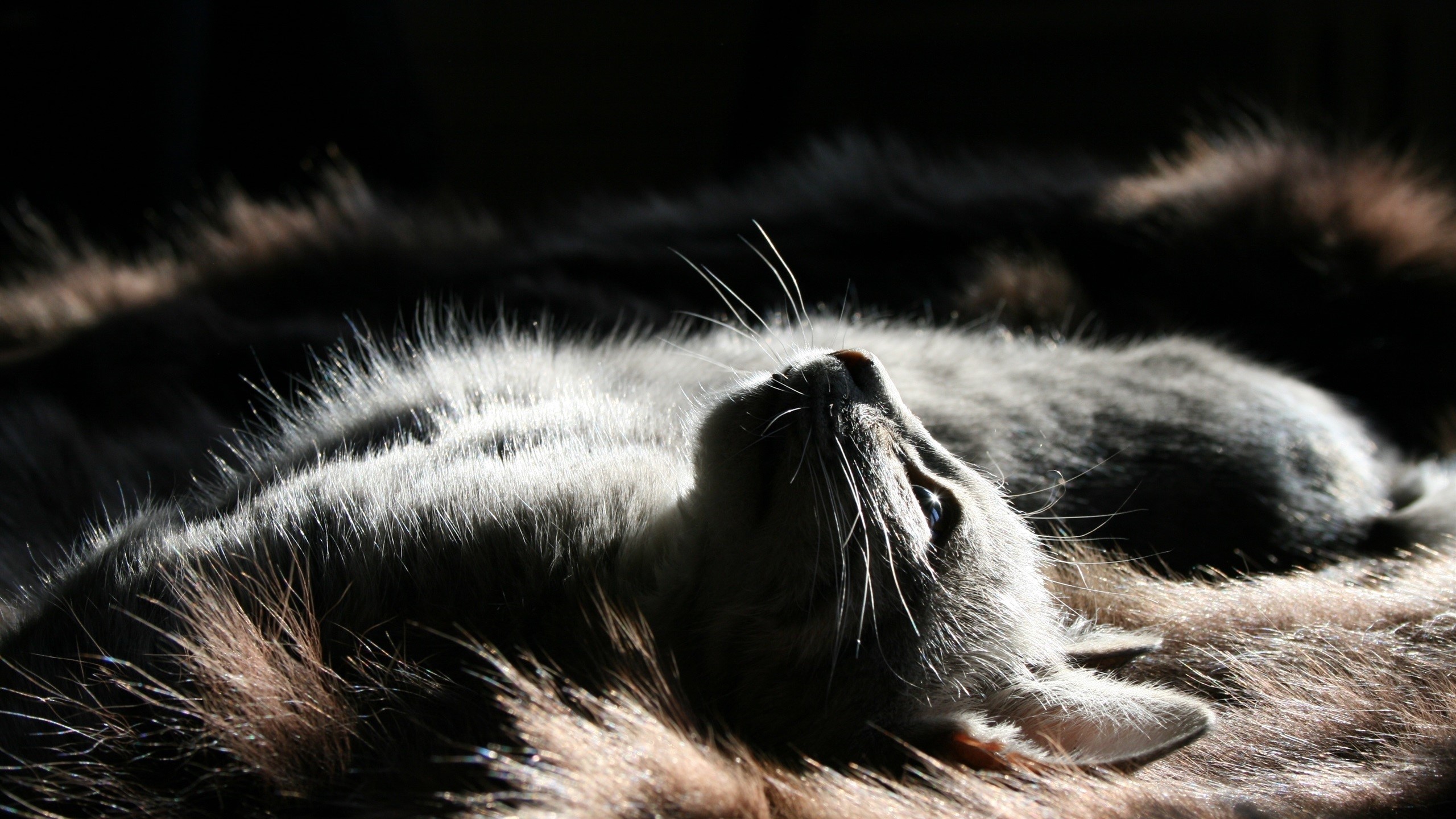 Cat lying on fur in dramatic lighting HD Wallpaper