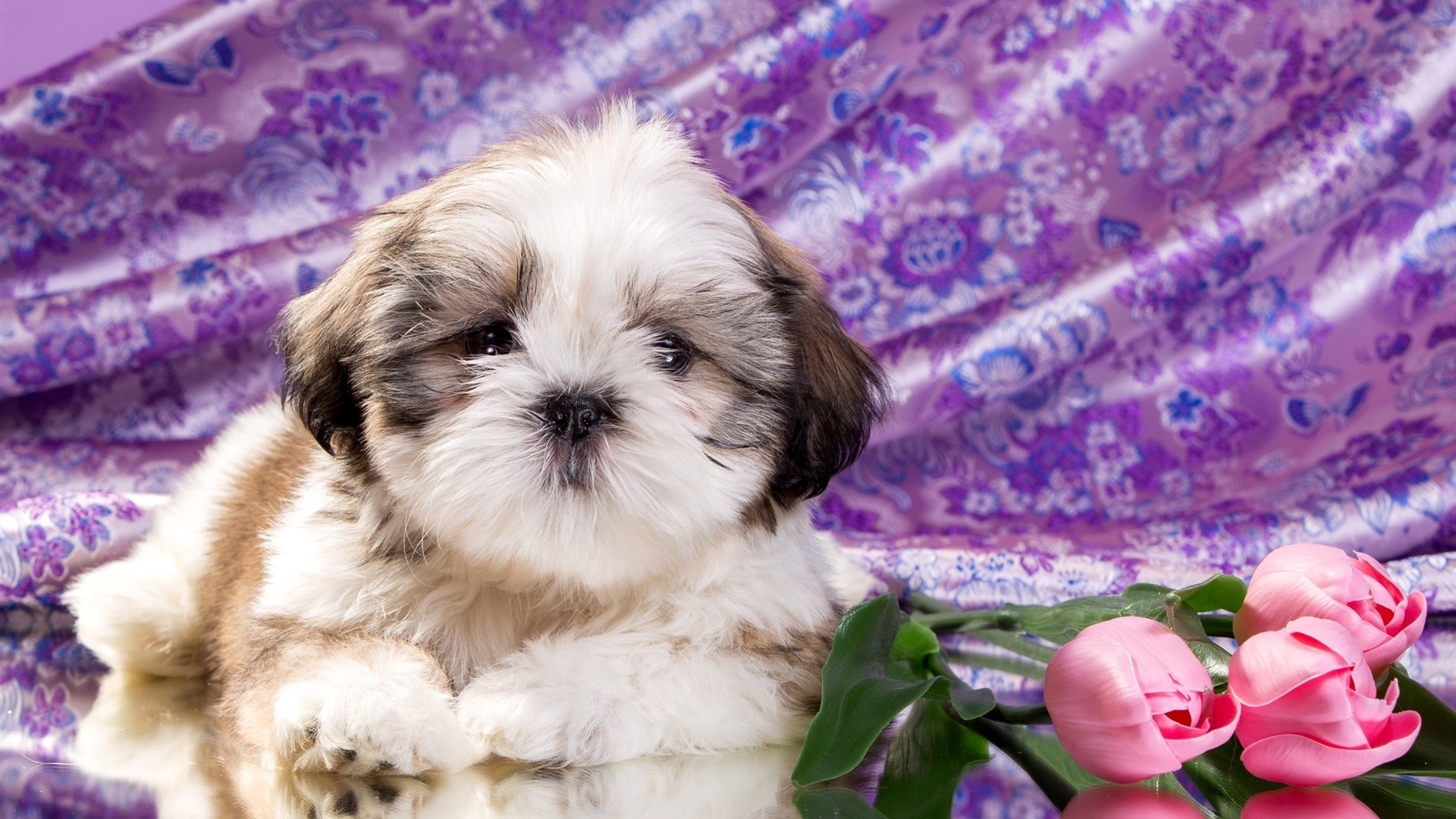 Shih Tzu puppy with pink tulips HD Wallpaper
