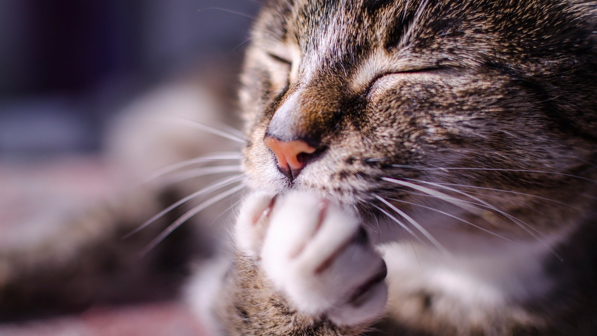 Close-up of a tabby cat grooming its paw HD Wallpaper